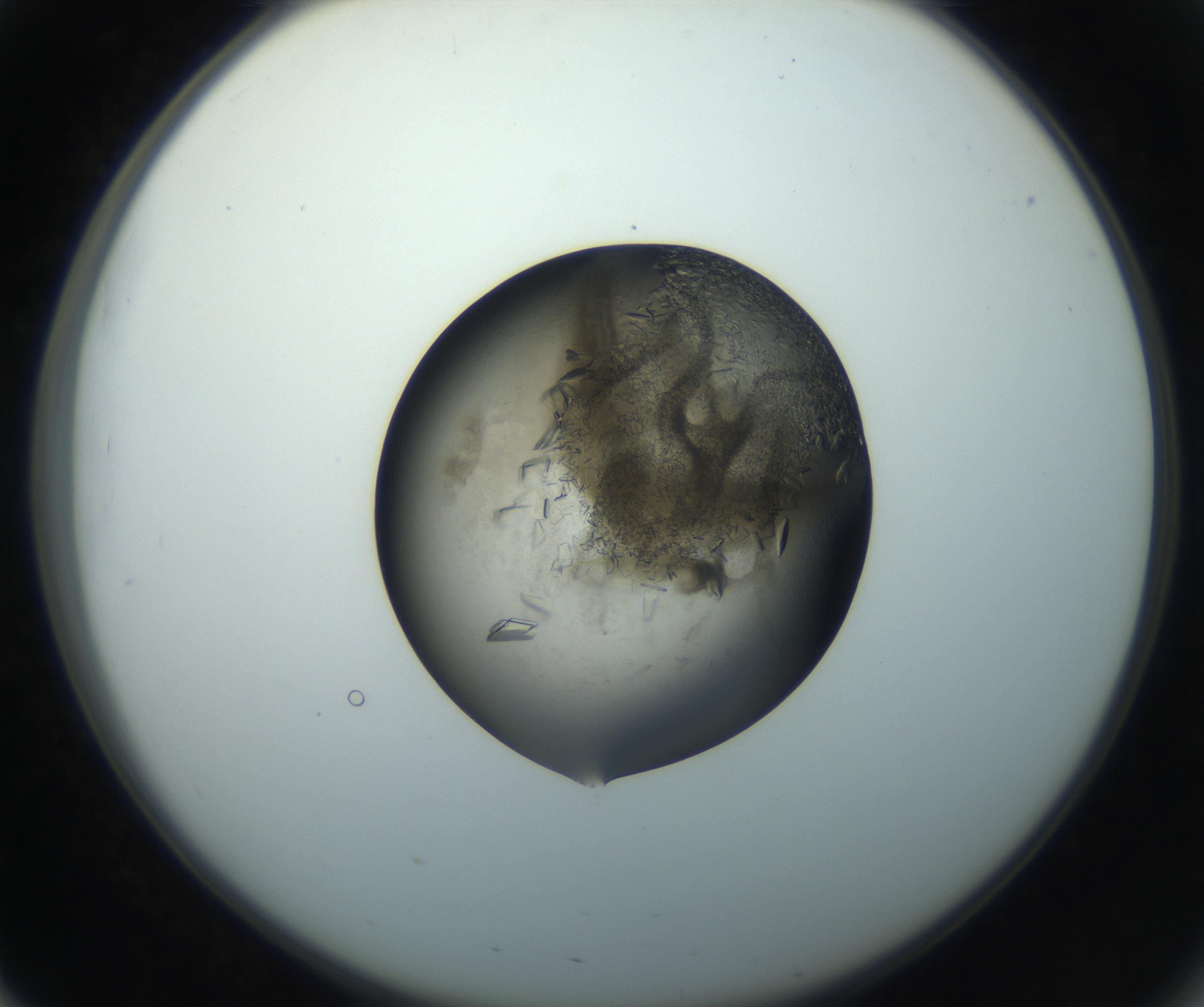 RI01_03_000_0212_Proj1_Clon1_MC_0000MC102851_002_161005_03_05_02_00_99_002_001_RAI.jpg