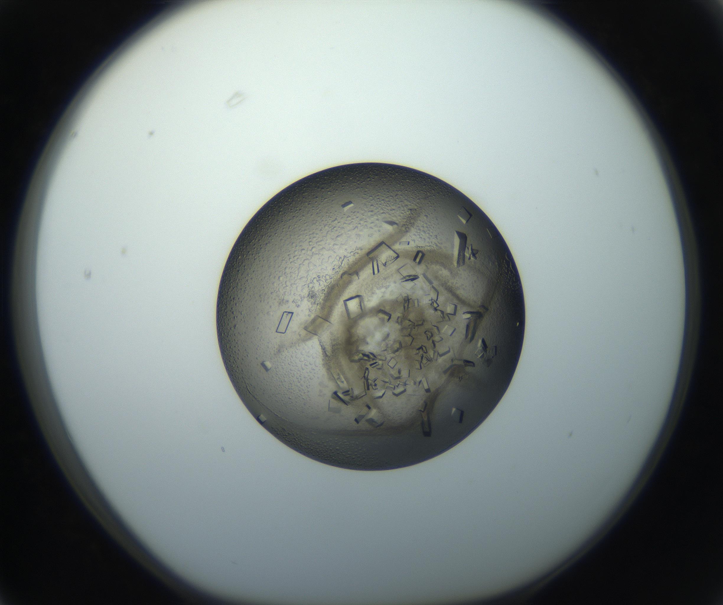 RI01_03_000_0212_Proj1_Clon1_MC_0000MC102851_002_161005_03_06_01_00_99_002_001_RAI.jpg