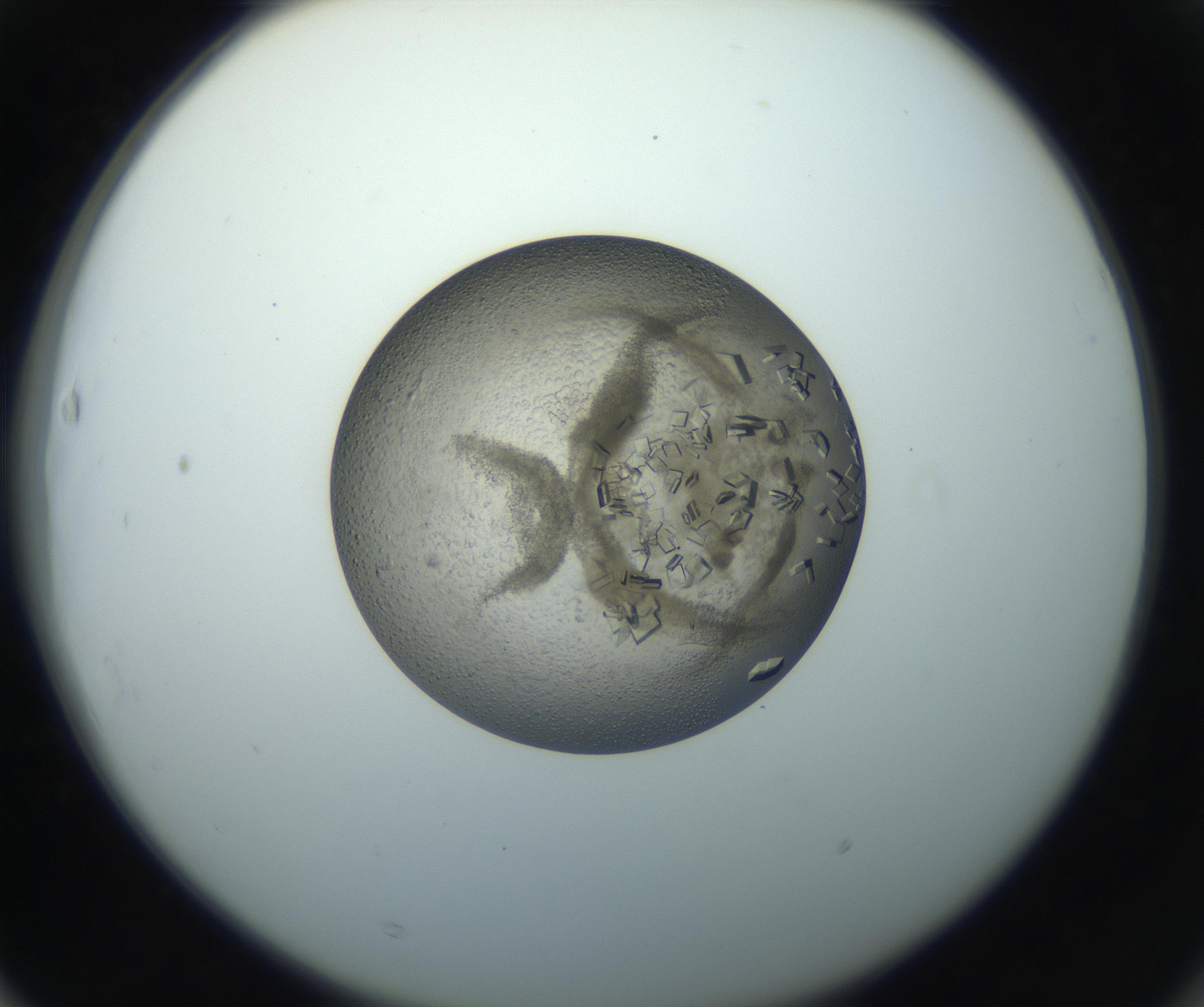 RI01_03_000_0212_Proj1_Clon1_MC_0000MC102851_002_161005_03_06_02_00_99_002_001_RAI.jpg