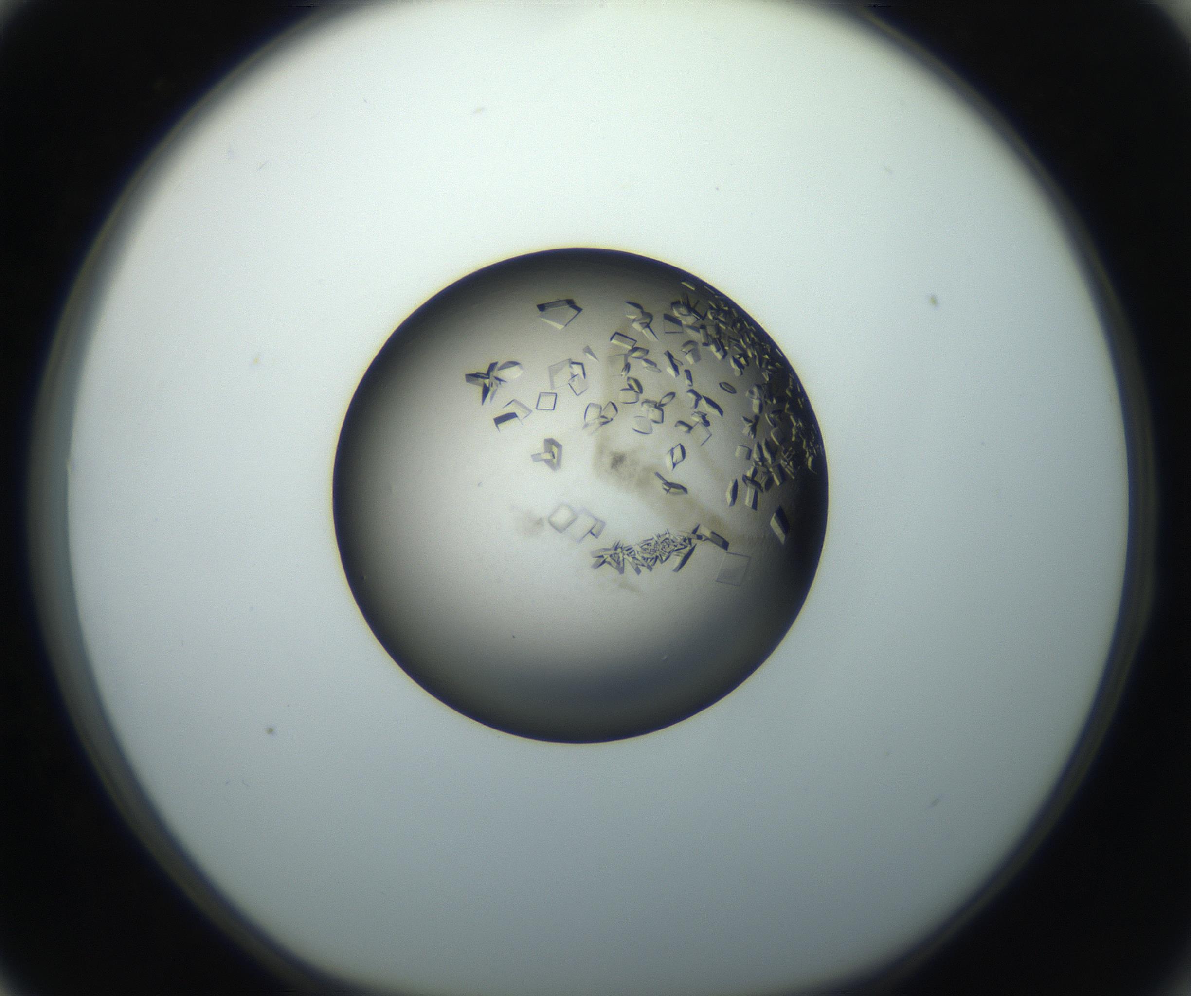 RI01_03_000_0212_Proj1_Clon1_MC_0000MC102851_002_161005_03_08_01_00_99_002_001_RAI.jpg