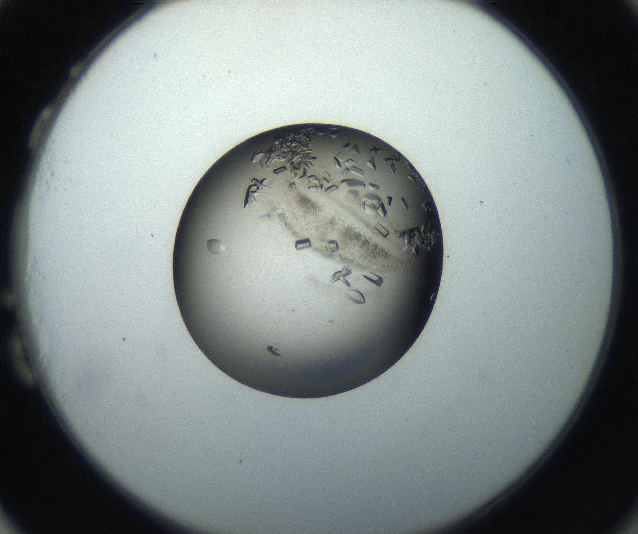 RI01_03_000_0212_Proj1_Clon1_MC_0000MC102851_002_161005_03_08_02_00_99_002_001_RAI.jpg