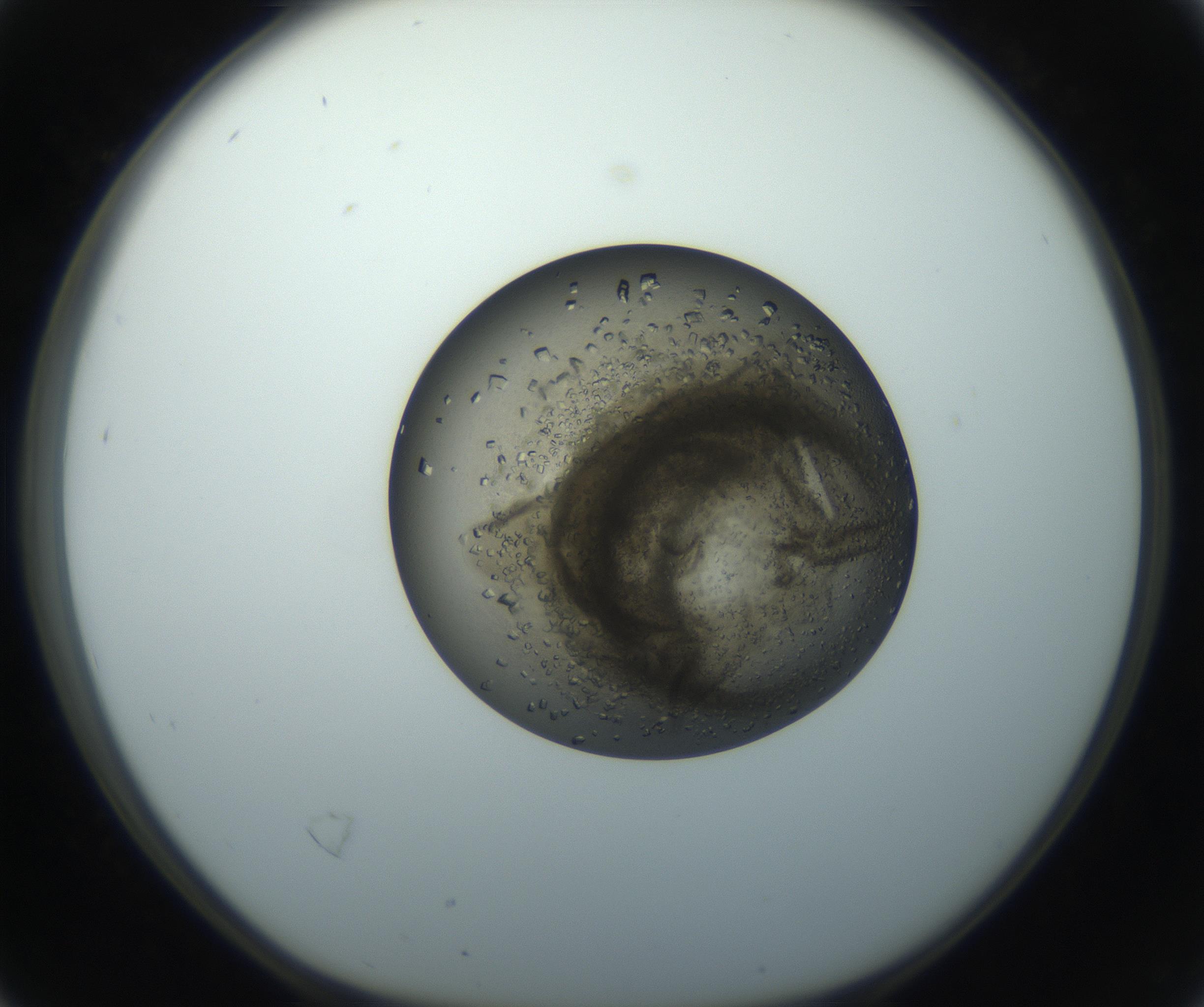RI01_03_000_0212_Proj1_Clon1_MC_0000MC102851_002_161005_04_02_01_00_99_002_001_RAI.jpg