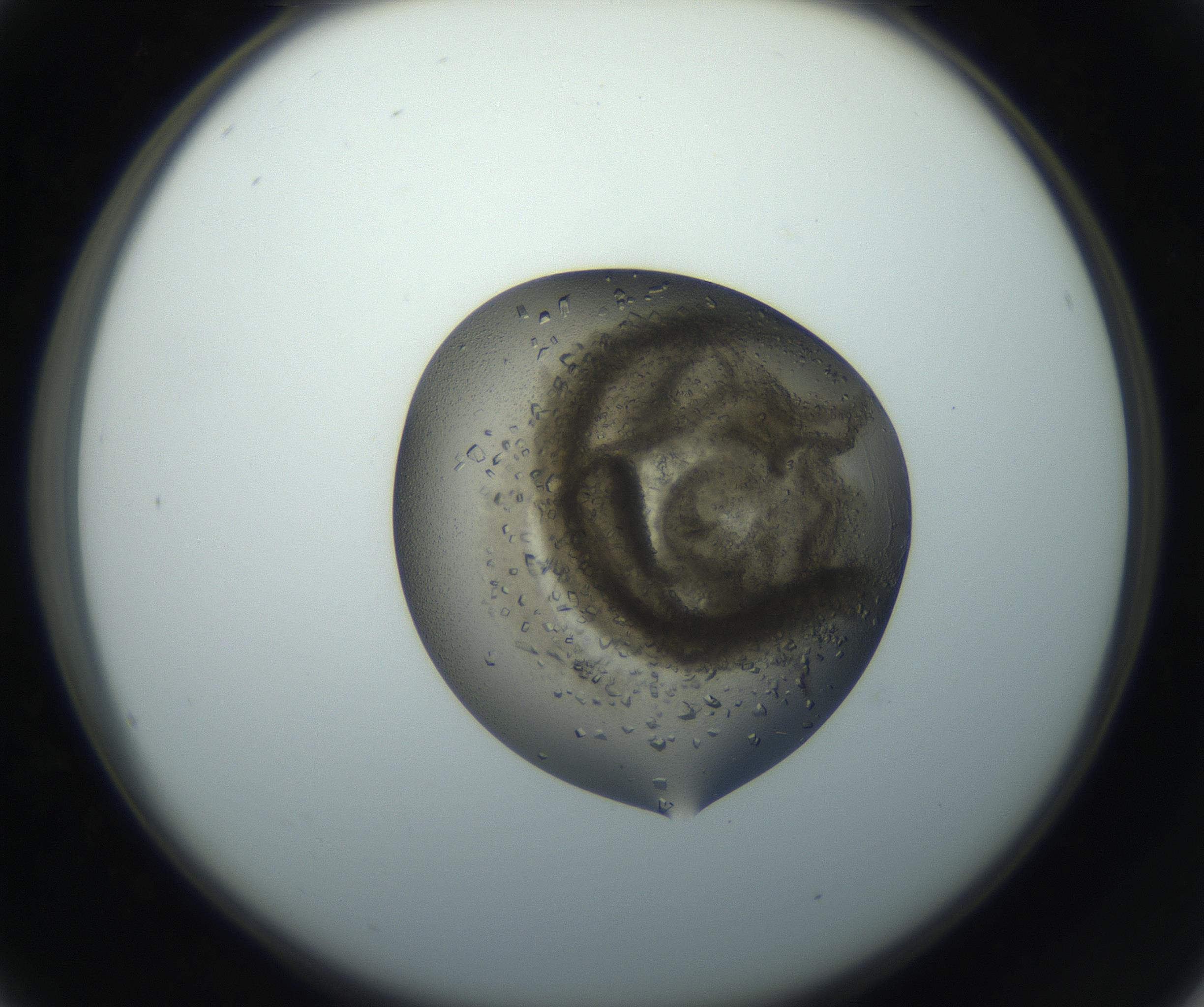 RI01_03_000_0212_Proj1_Clon1_MC_0000MC102851_002_161005_04_02_02_00_99_002_001_RAI.jpg