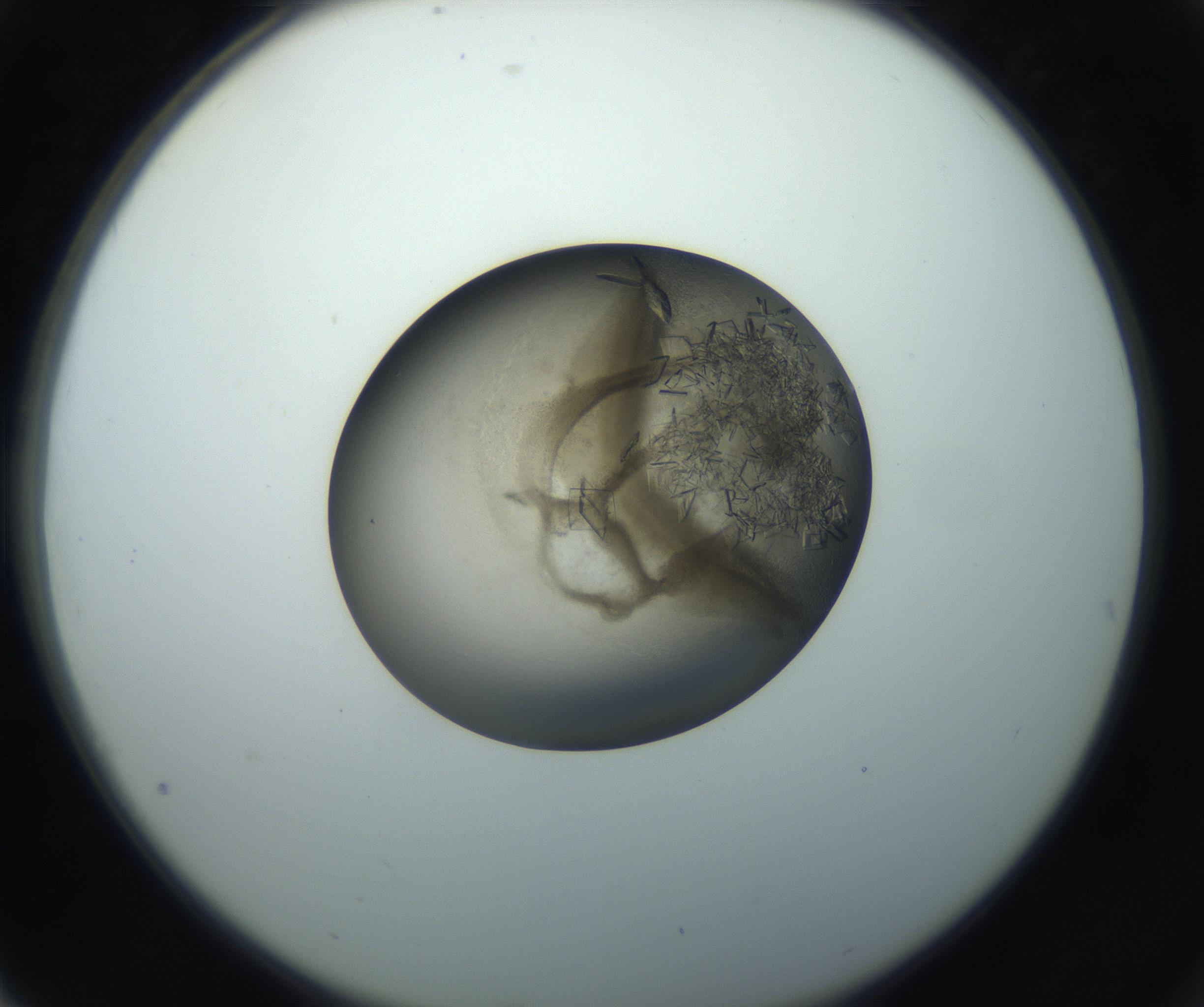 RI01_03_000_0212_Proj1_Clon1_MC_0000MC102851_002_161005_04_07_02_00_99_002_001_RAI.jpg