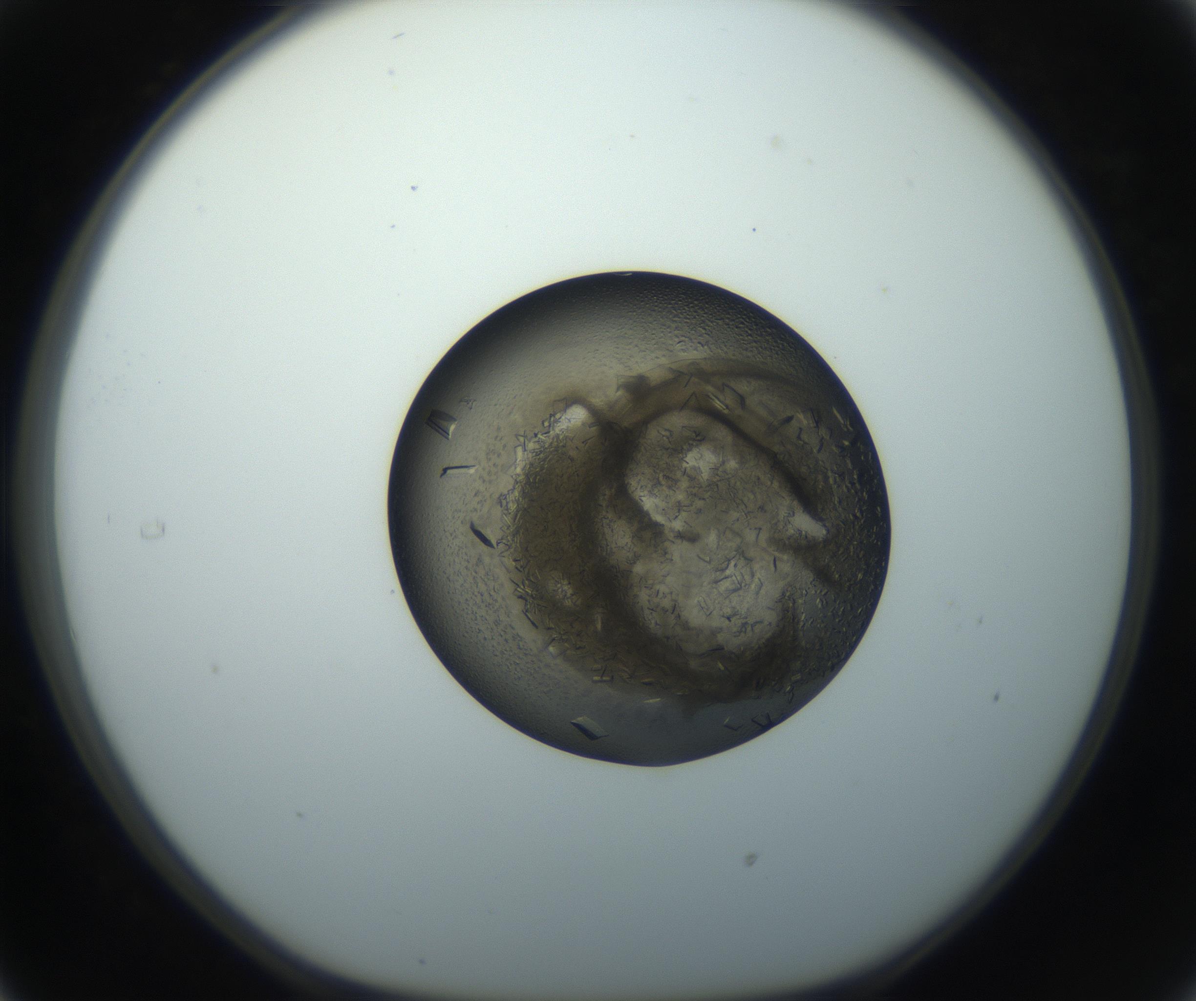 RI01_03_000_0212_Proj1_Clon1_MC_0000MC102851_002_161005_05_03_01_00_99_002_001_RAI.jpg