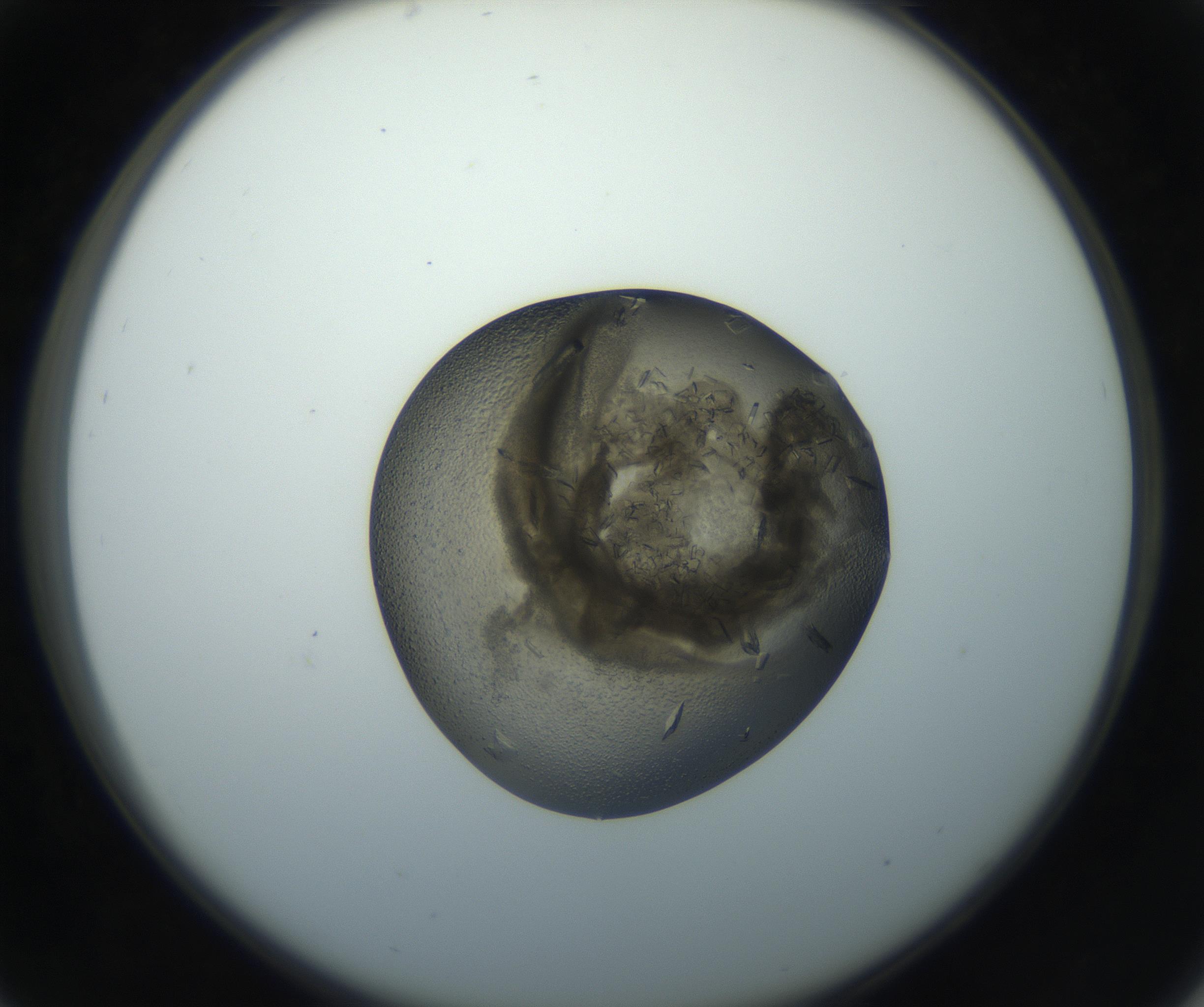 RI01_03_000_0212_Proj1_Clon1_MC_0000MC102851_002_161005_05_03_02_00_99_002_001_RAI.jpg