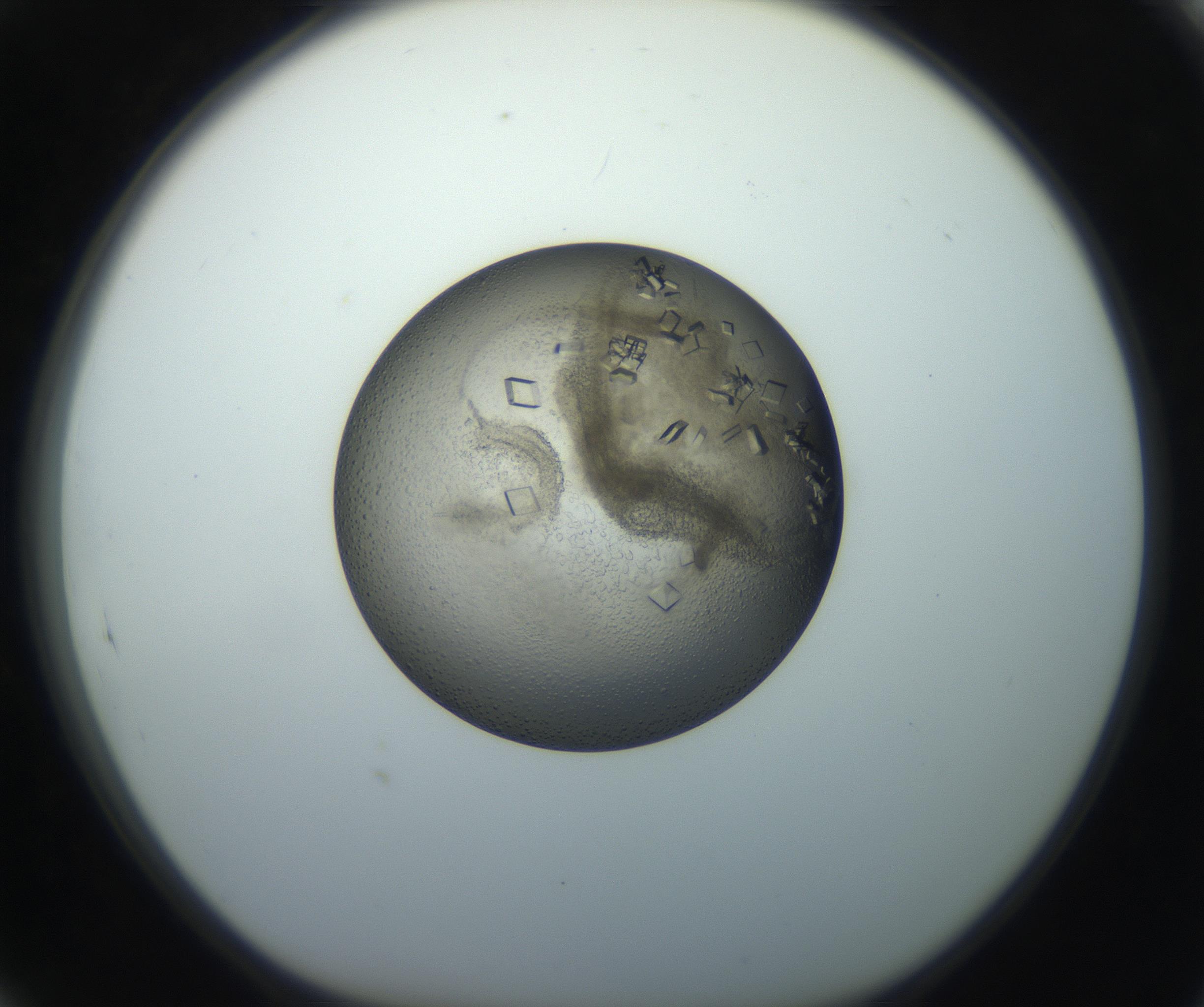 RI01_03_000_0212_Proj1_Clon1_MC_0000MC102851_002_161005_05_08_01_00_99_002_001_RAI.jpg