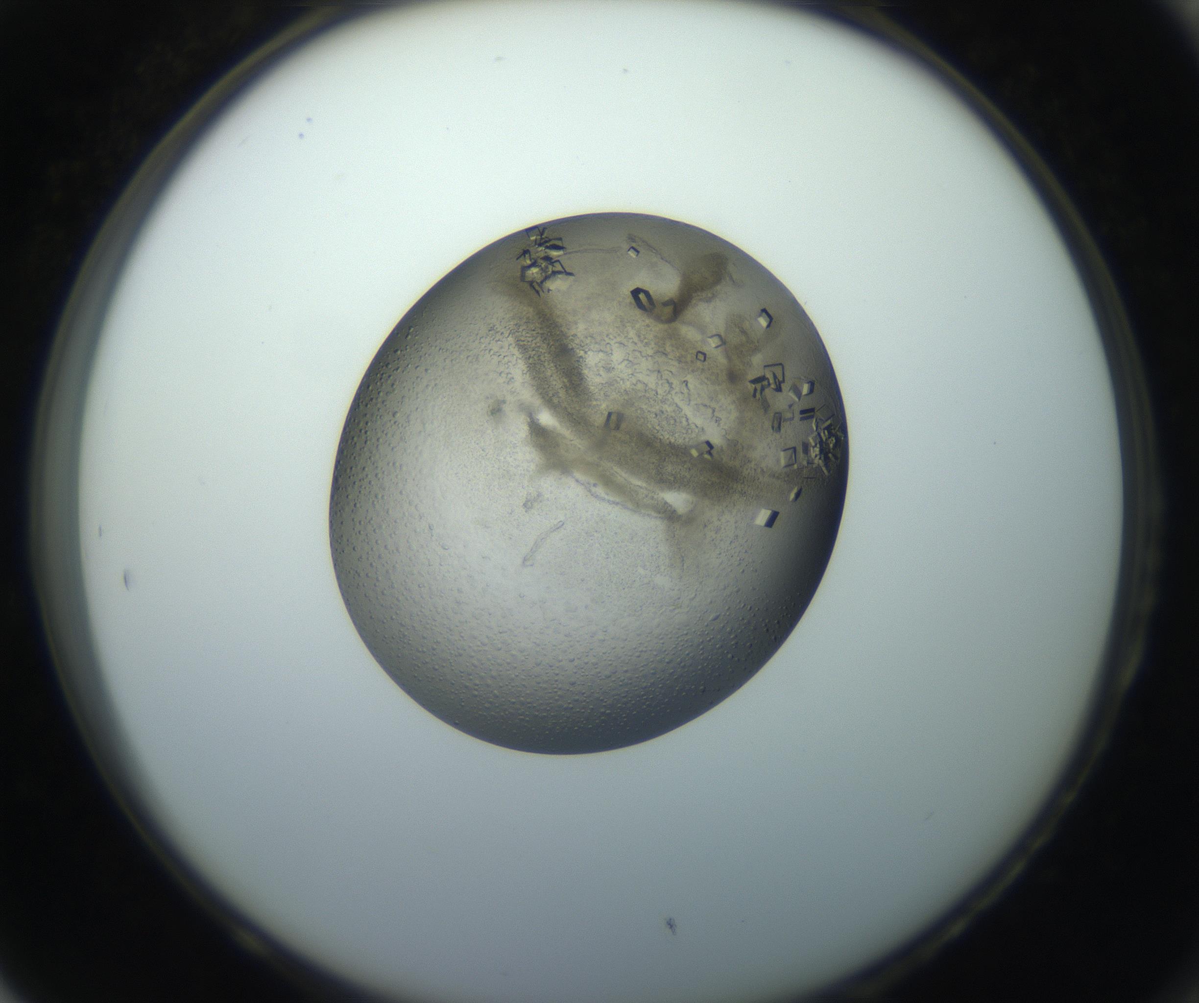 RI01_03_000_0212_Proj1_Clon1_MC_0000MC102851_002_161005_05_08_02_00_99_002_001_RAI.jpg