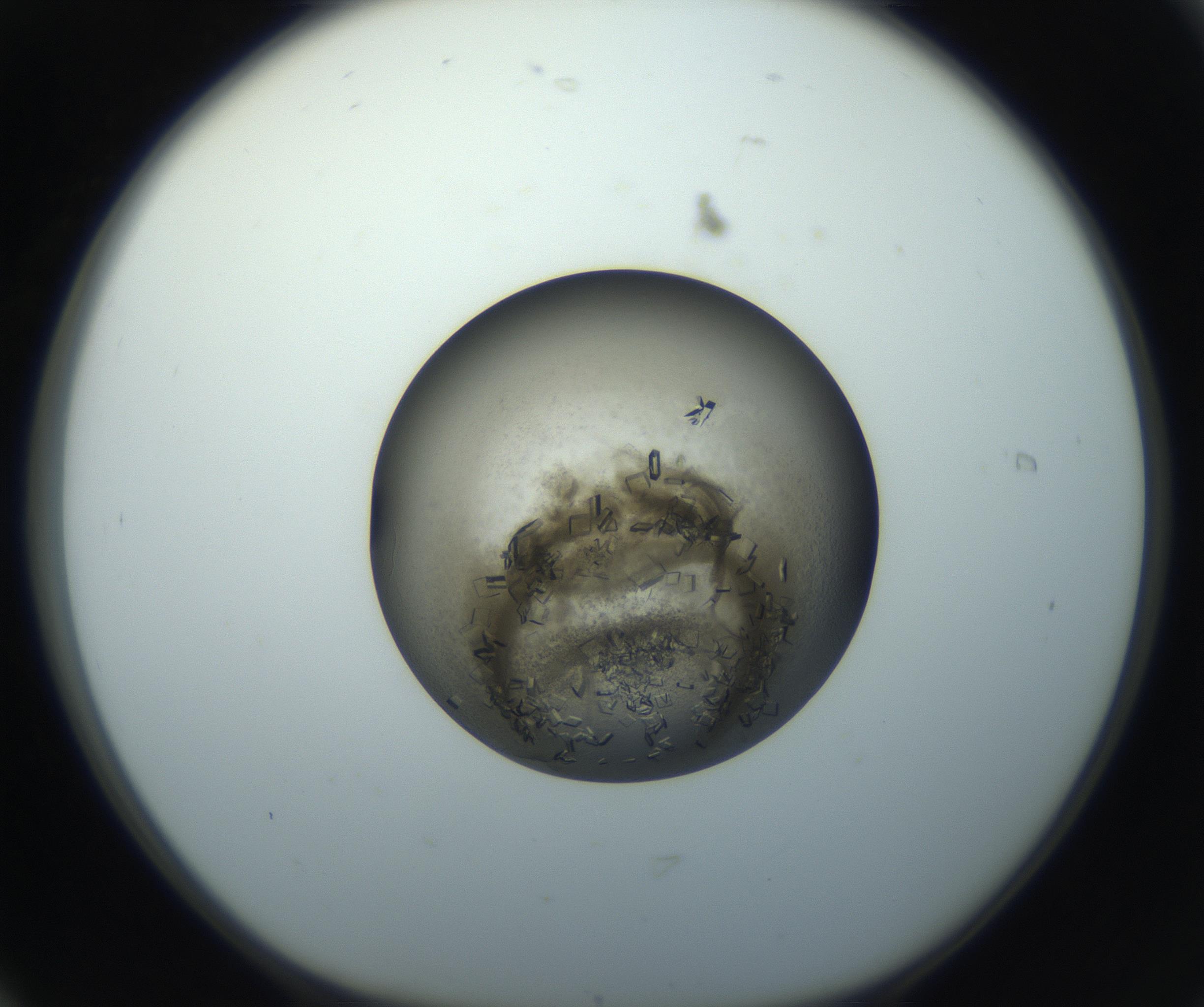 RI01_03_000_0212_Proj1_Clon1_MC_0000MC102851_002_161005_06_01_01_00_99_002_001_RAI.jpg