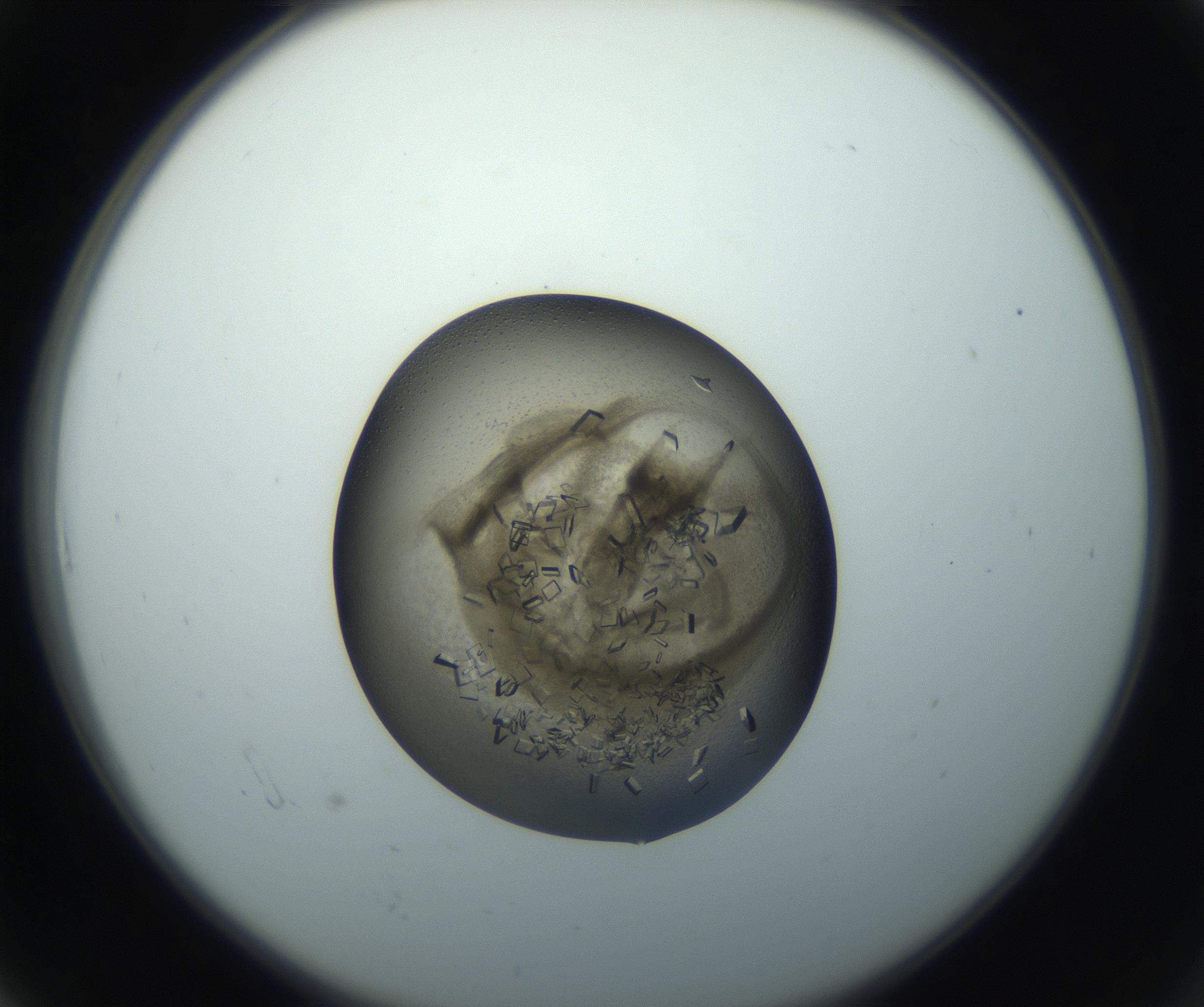 RI01_03_000_0212_Proj1_Clon1_MC_0000MC102851_002_161005_06_01_02_00_99_002_001_RAI.jpg