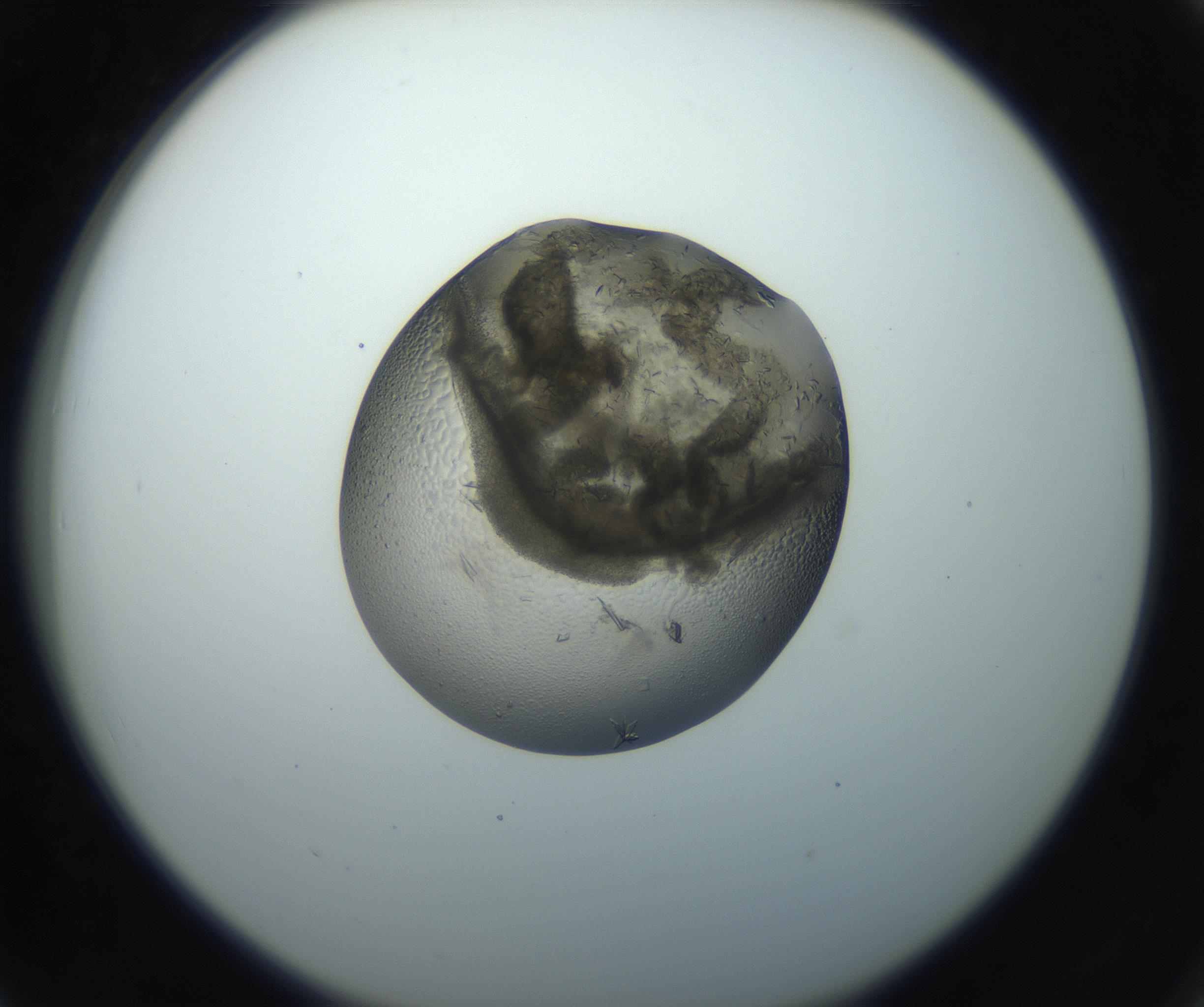 RI01_03_000_0212_Proj1_Clon1_MC_0000MC102851_002_161005_06_07_02_00_99_002_001_RAI.jpg