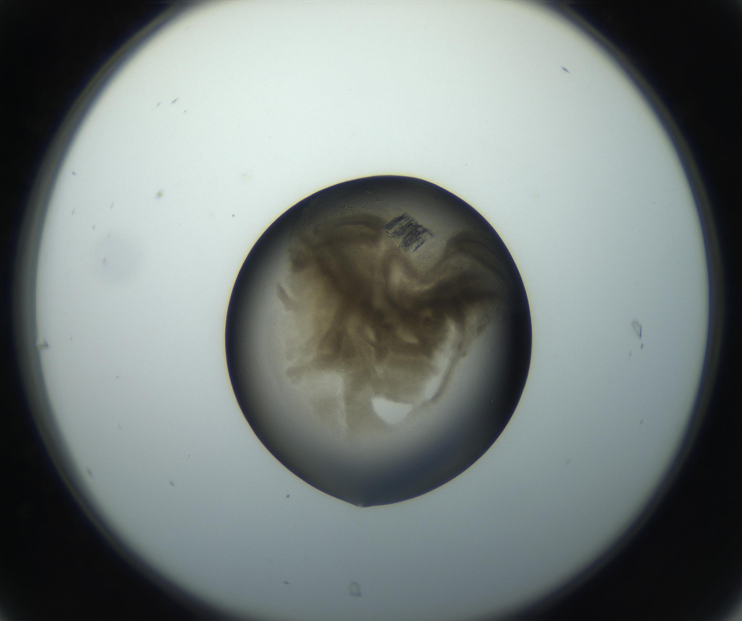 RI01_03_000_0212_Proj1_Clon1_MC_0000MC102851_002_161005_07_03_02_00_99_002_001_RAI.jpg