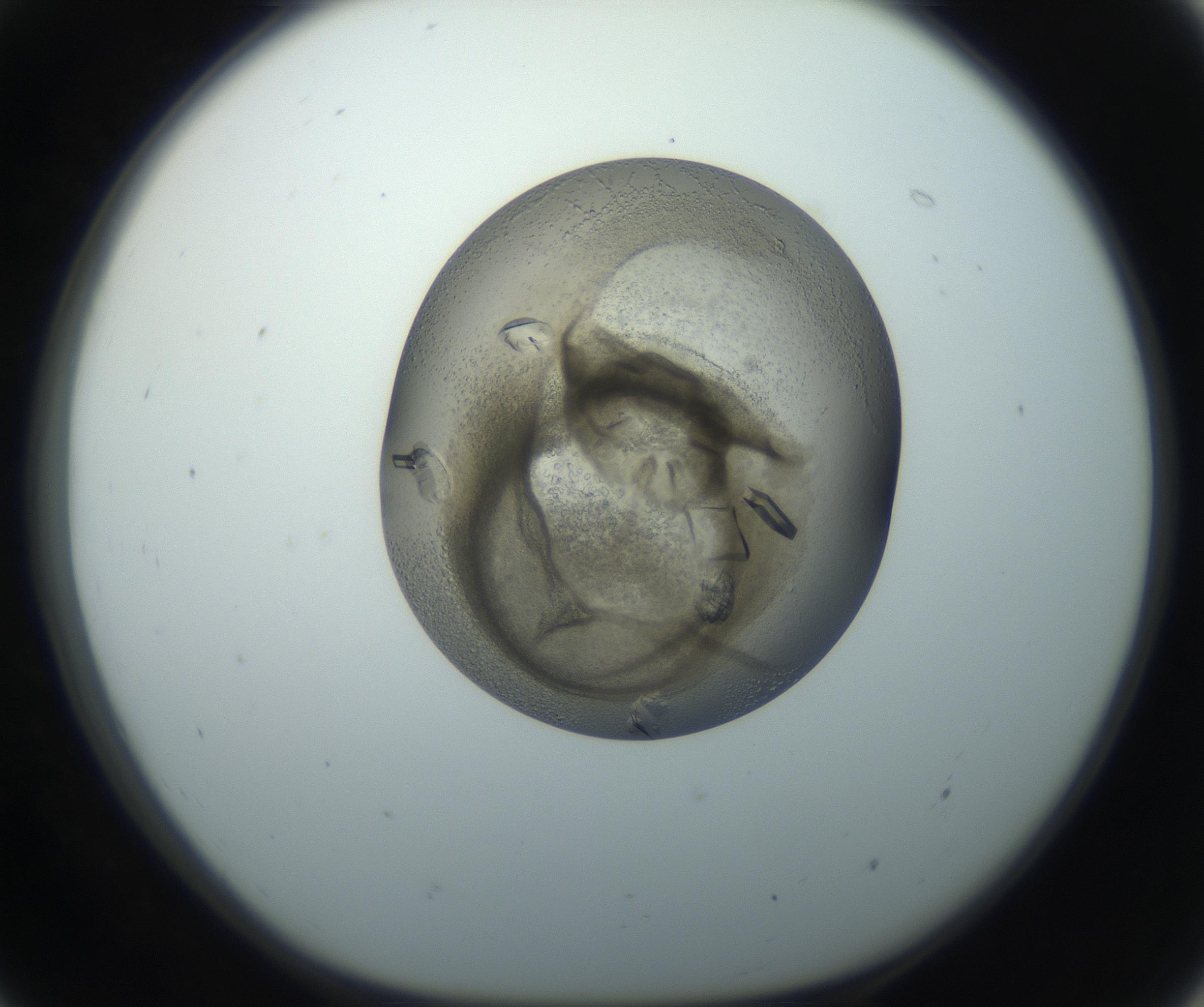 RI01_03_000_0212_Proj1_Clon1_MC_0000MC102851_002_161005_07_05_01_00_99_002_001_RAI.jpg