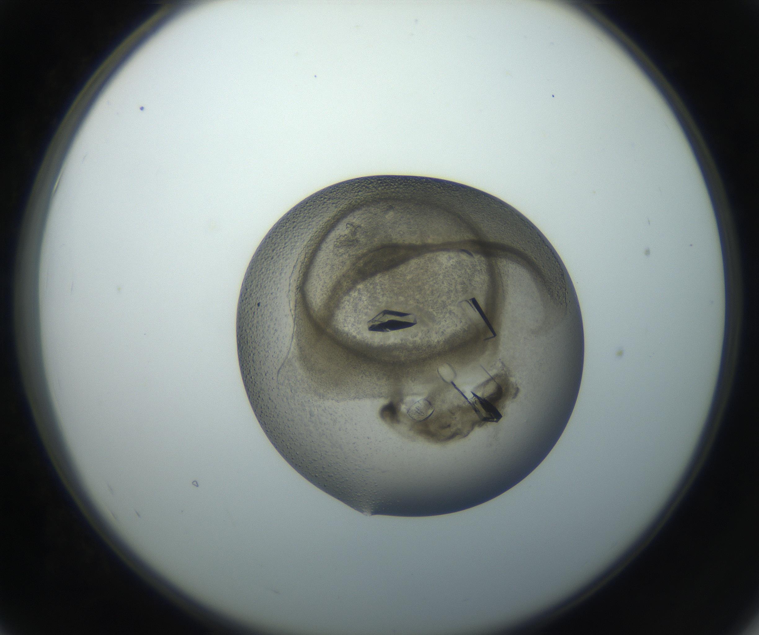 RI01_03_000_0212_Proj1_Clon1_MC_0000MC102851_002_161005_07_05_02_00_99_002_001_RAI.jpg