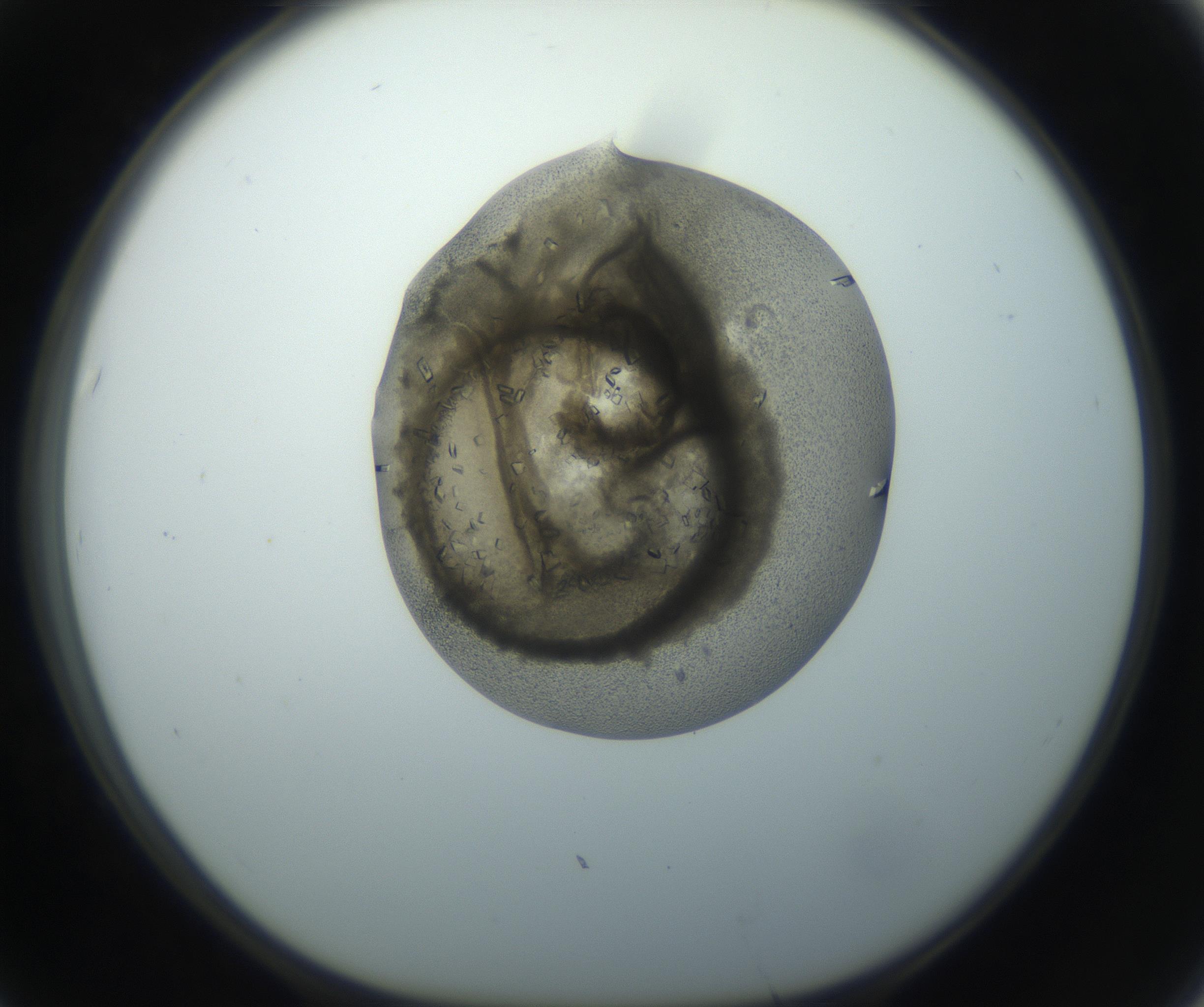 RI01_03_000_0212_Proj1_Clon1_MC_0000MC102851_002_161005_07_06_01_00_99_002_001_RAI.jpg