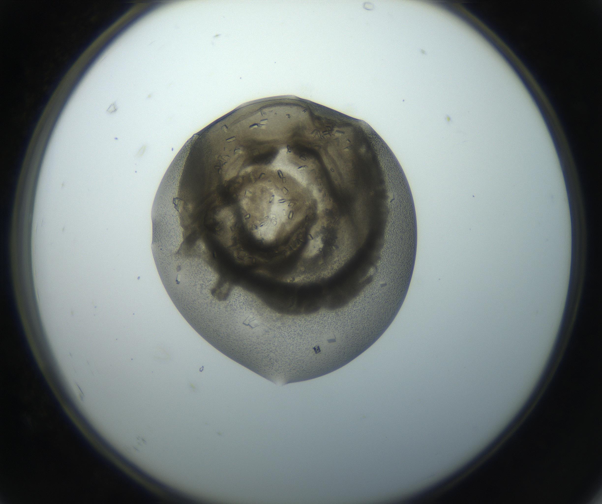 RI01_03_000_0212_Proj1_Clon1_MC_0000MC102851_002_161005_07_06_02_00_99_002_001_RAI.jpg