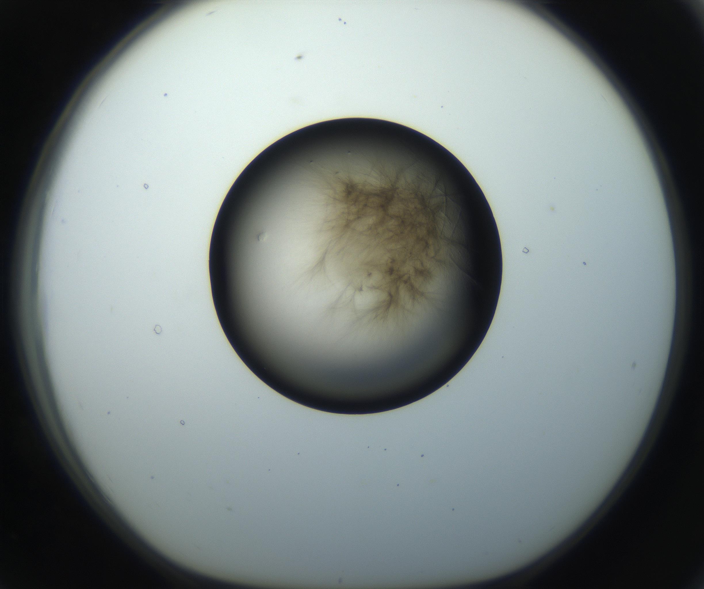 RI01_03_000_0212_Proj1_Clon1_MC_0000MC102851_002_161005_07_07_01_00_99_002_001_RAI.jpg