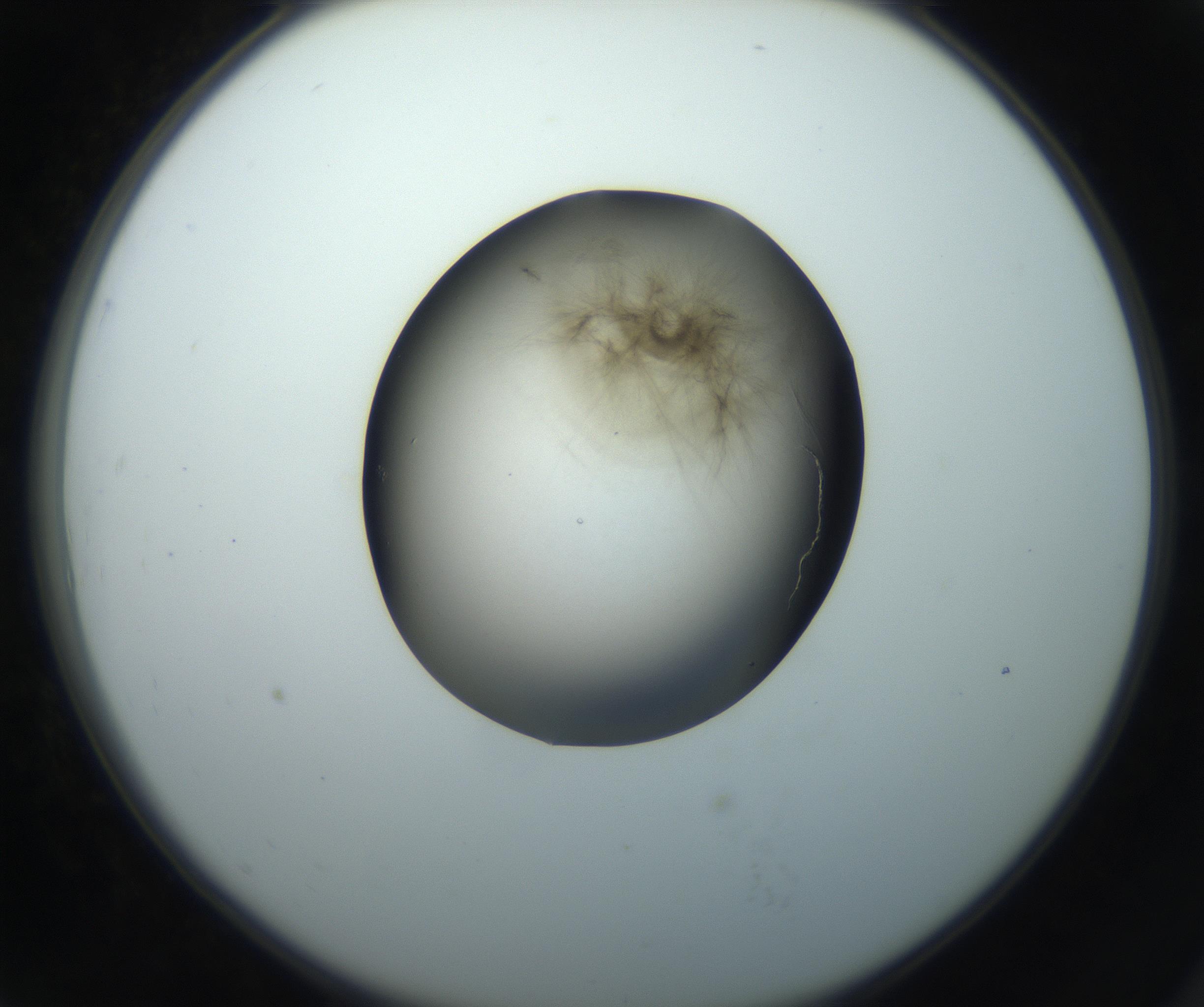 RI01_03_000_0212_Proj1_Clon1_MC_0000MC102851_002_161005_07_07_02_00_99_002_001_RAI.jpg