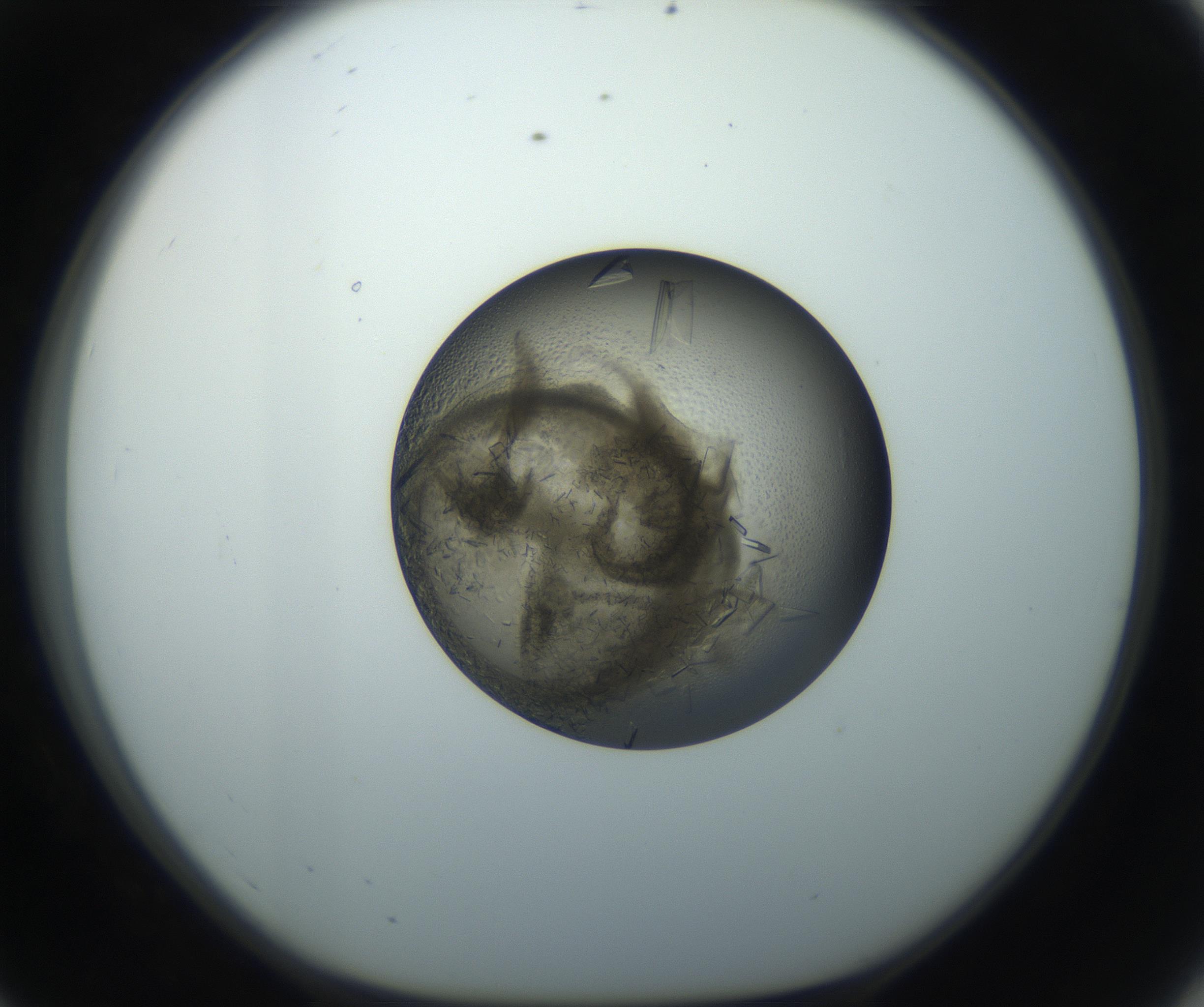 RI01_03_000_0212_Proj1_Clon1_MC_0000MC102851_002_161005_08_05_01_00_99_002_001_RAI.jpg