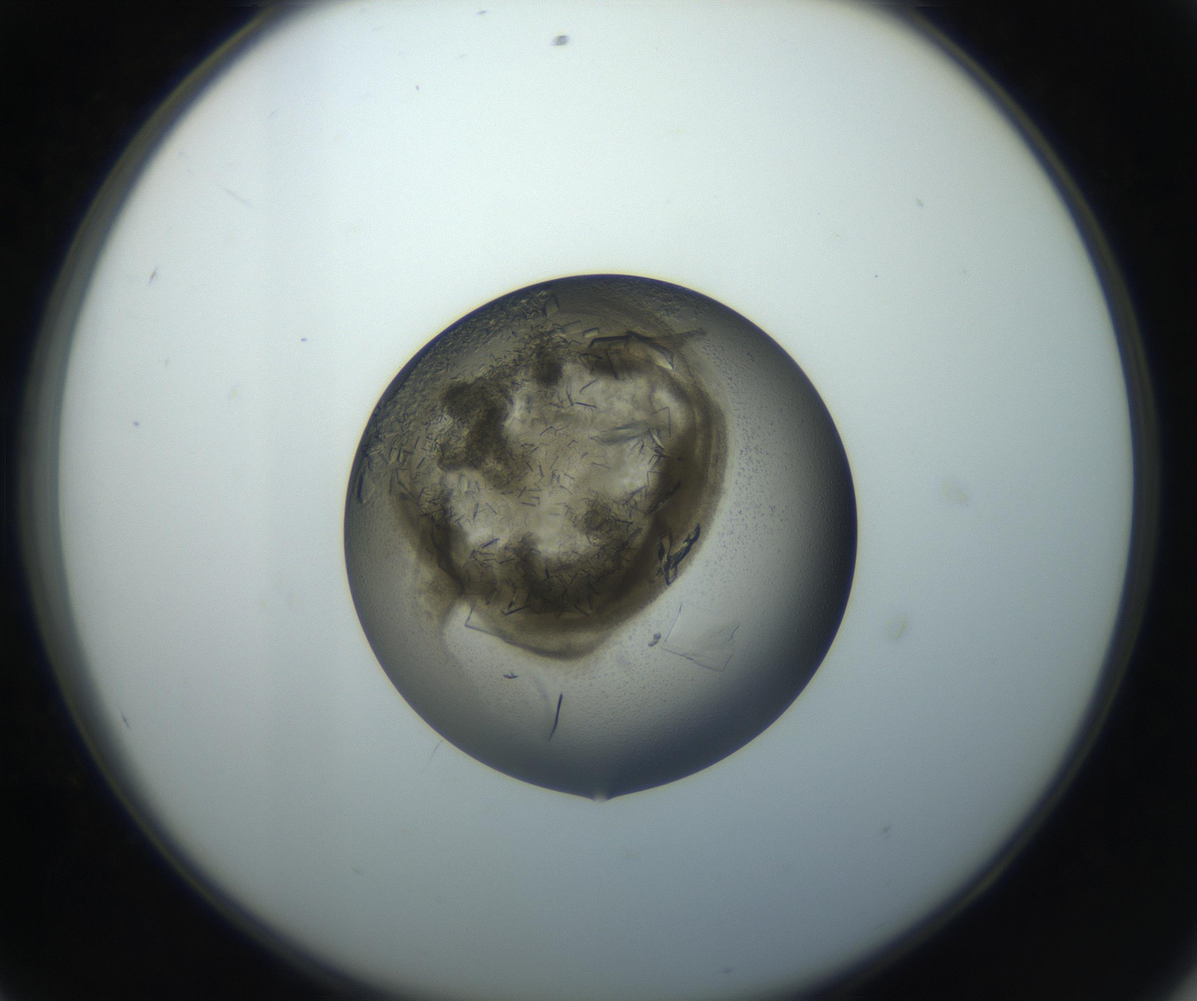 RI01_03_000_0212_Proj1_Clon1_MC_0000MC102851_002_161005_08_05_02_00_99_002_001_RAI.jpg