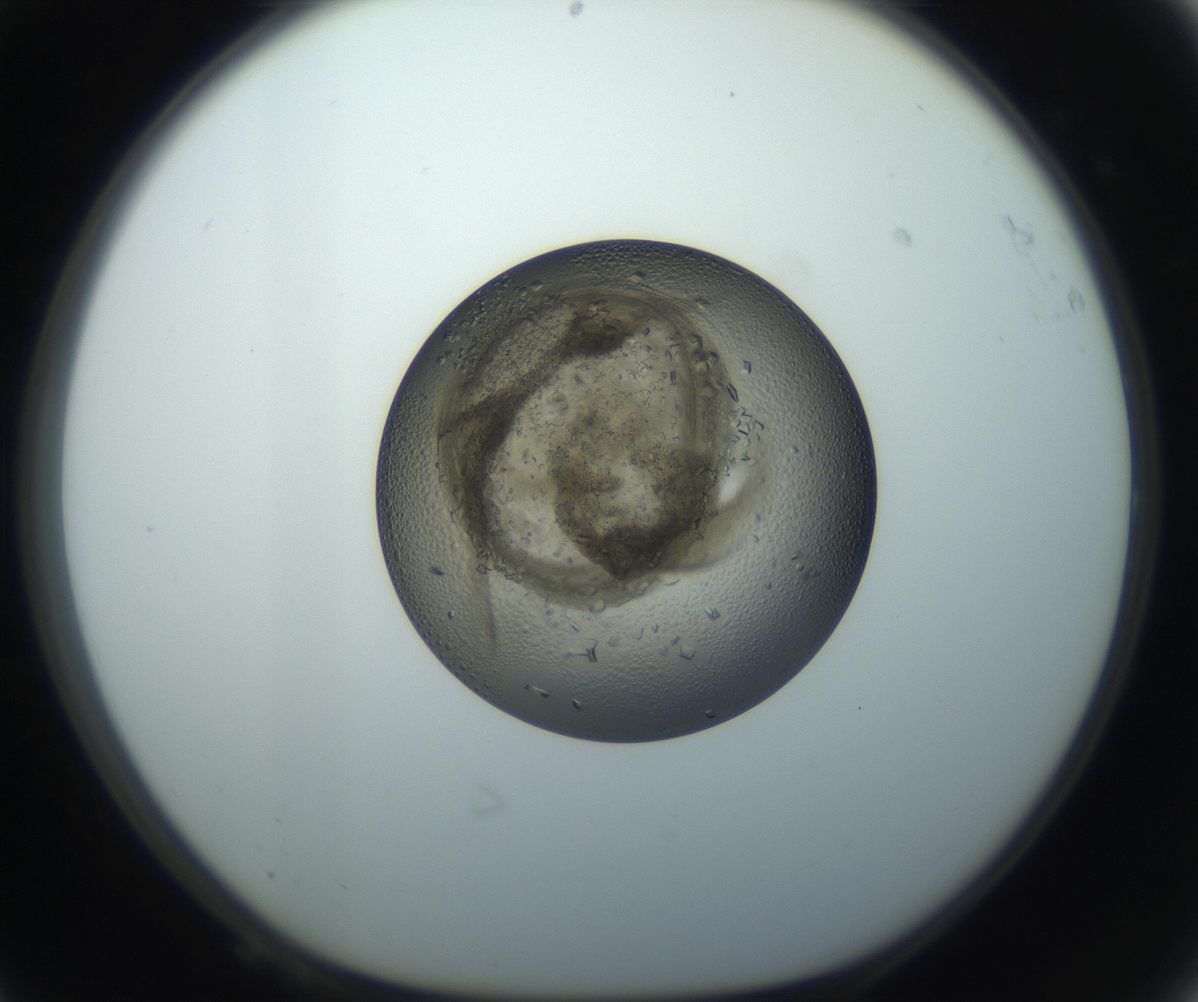 RI01_03_000_0212_Proj1_Clon1_MC_0000MC102851_002_161005_08_06_01_00_99_002_001_RAI.jpg