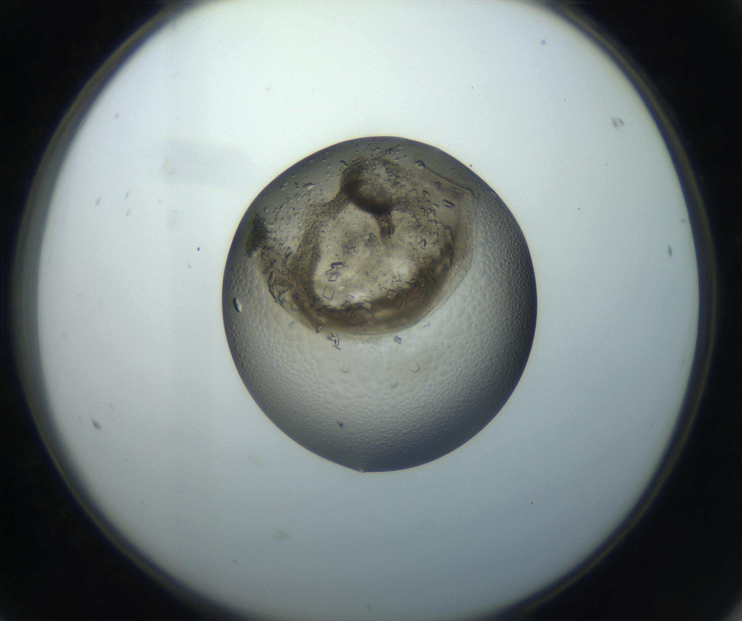 RI01_03_000_0212_Proj1_Clon1_MC_0000MC102851_002_161005_08_06_02_00_99_002_001_RAI.jpg