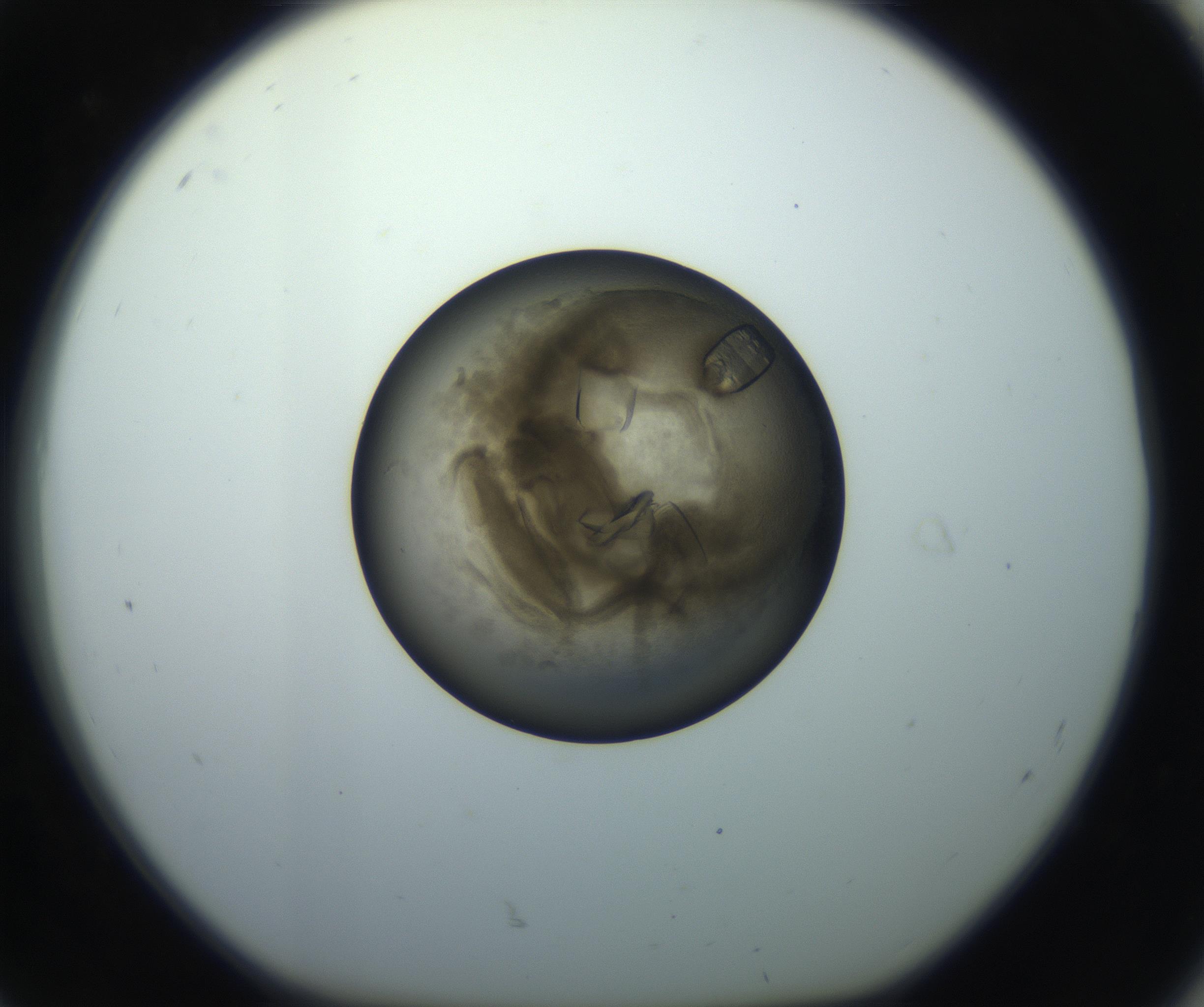 RI01_03_000_0212_Proj1_Clon1_MC_0000MC102851_002_161005_08_08_01_00_99_002_001_RAI.jpg