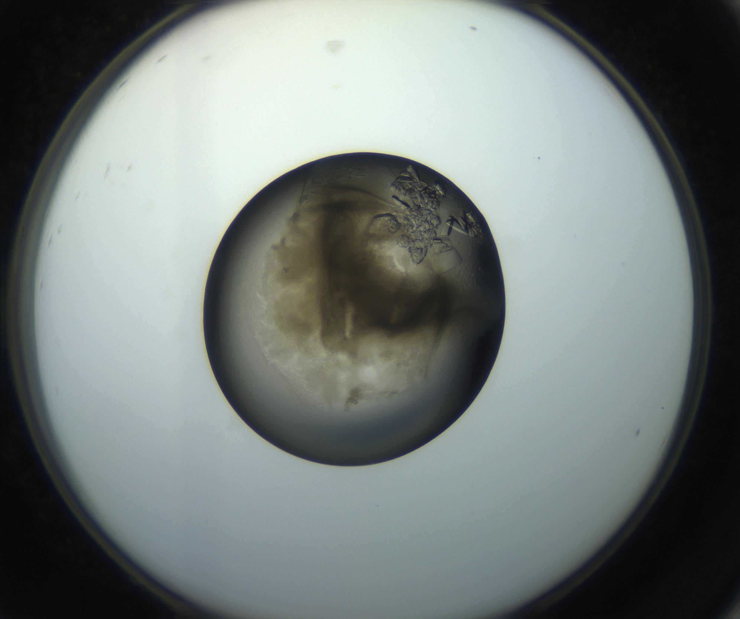 RI01_03_000_0212_Proj1_Clon1_MC_0000MC102851_002_161005_08_08_02_00_99_002_001_RAI.jpg