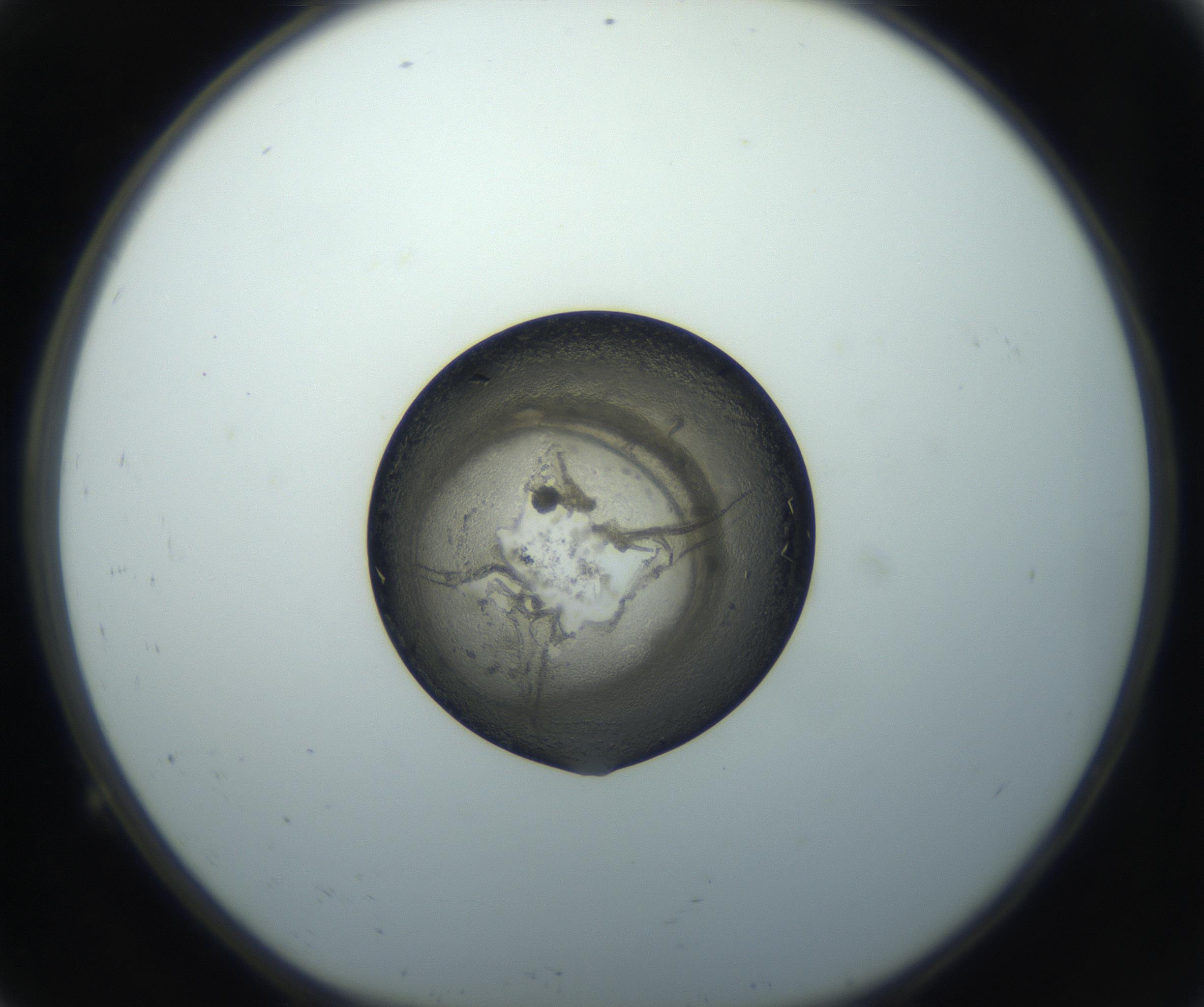 RI01_03_000_0212_Proj1_Clon1_MC_0000MC102851_002_161005_09_01_01_00_99_002_001_RAI.jpg