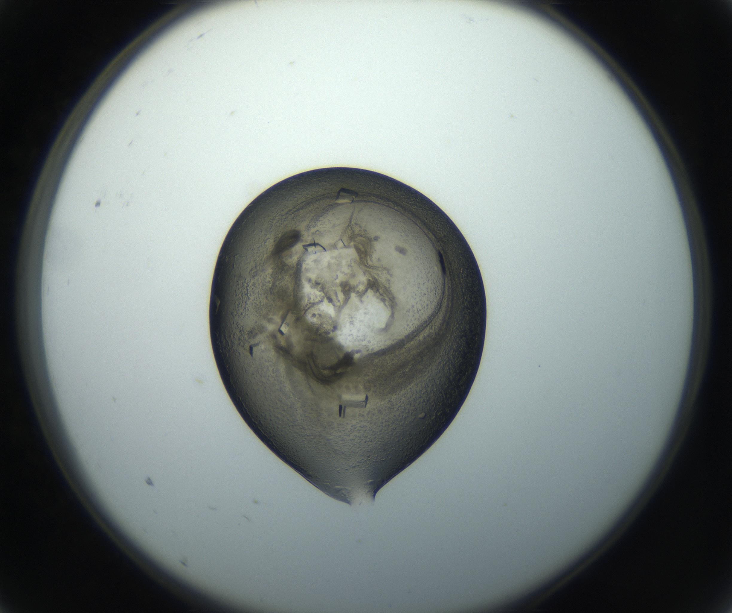 RI01_03_000_0212_Proj1_Clon1_MC_0000MC102851_002_161005_09_01_02_00_99_002_001_RAI.jpg