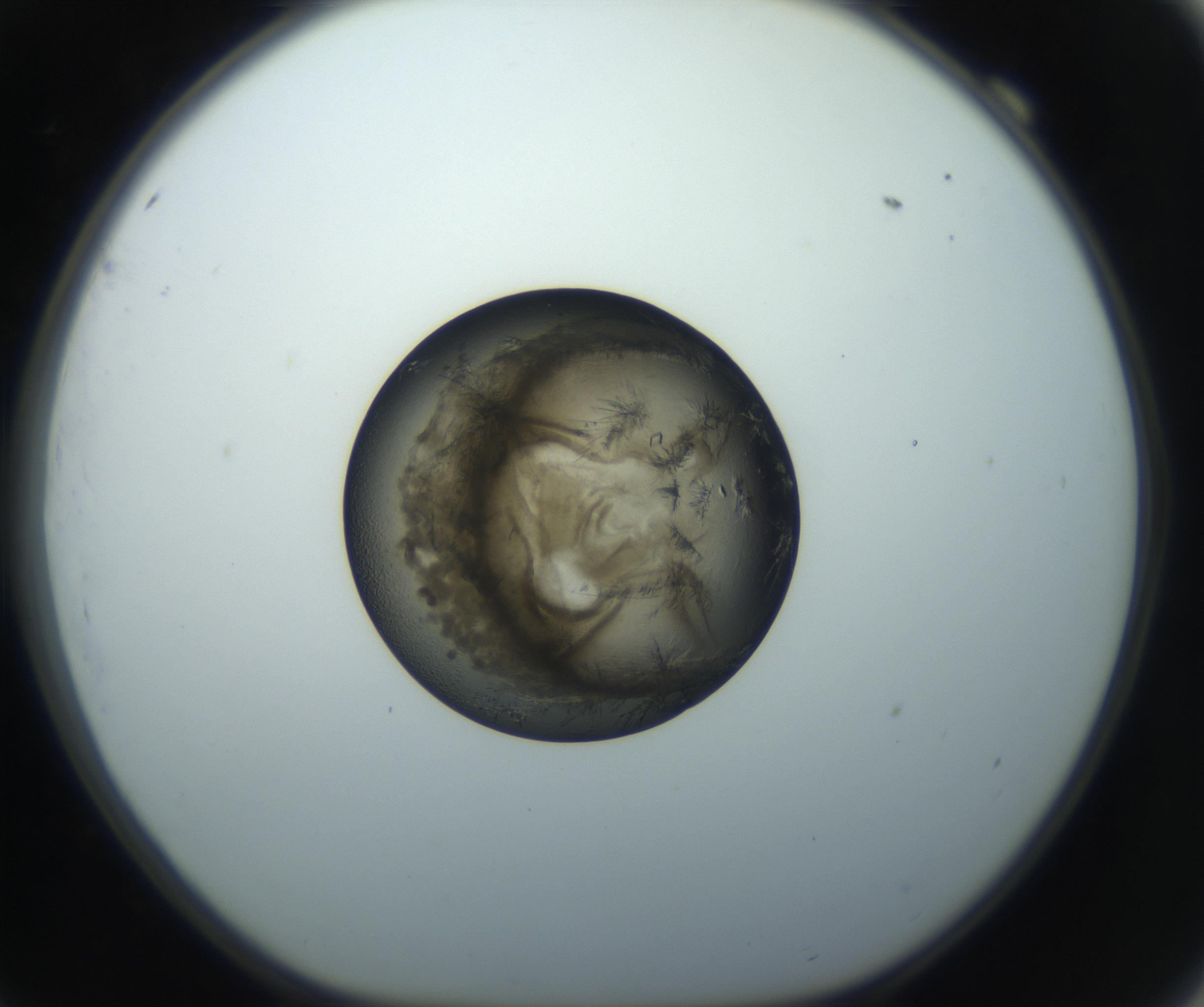 RI01_03_000_0212_Proj1_Clon1_MC_0000MC102851_002_161005_09_06_01_00_99_002_001_RAI.jpg