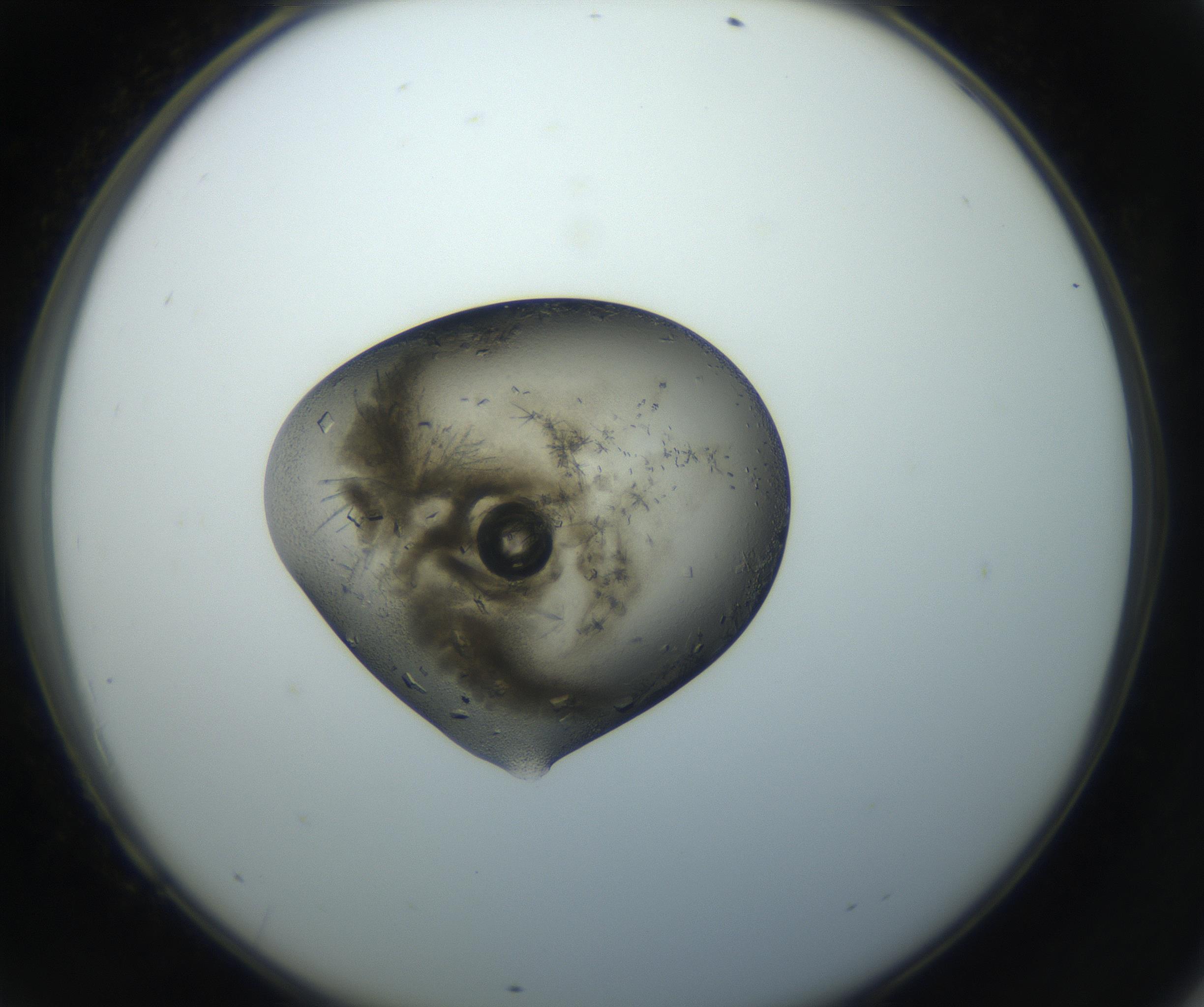 RI01_03_000_0212_Proj1_Clon1_MC_0000MC102851_002_161005_09_06_02_00_99_002_001_RAI.jpg