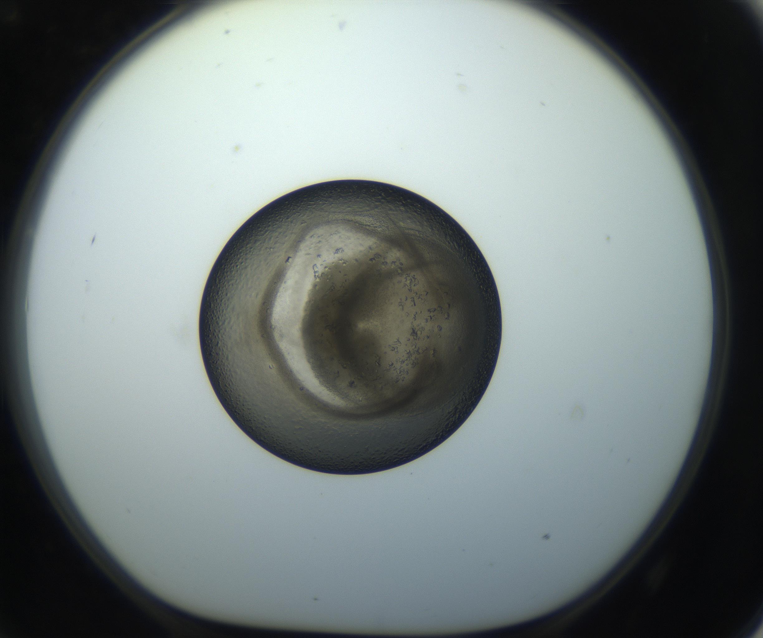 RI01_03_000_0212_Proj1_Clon1_MC_0000MC102851_002_161005_09_07_01_00_99_002_001_RAI.jpg