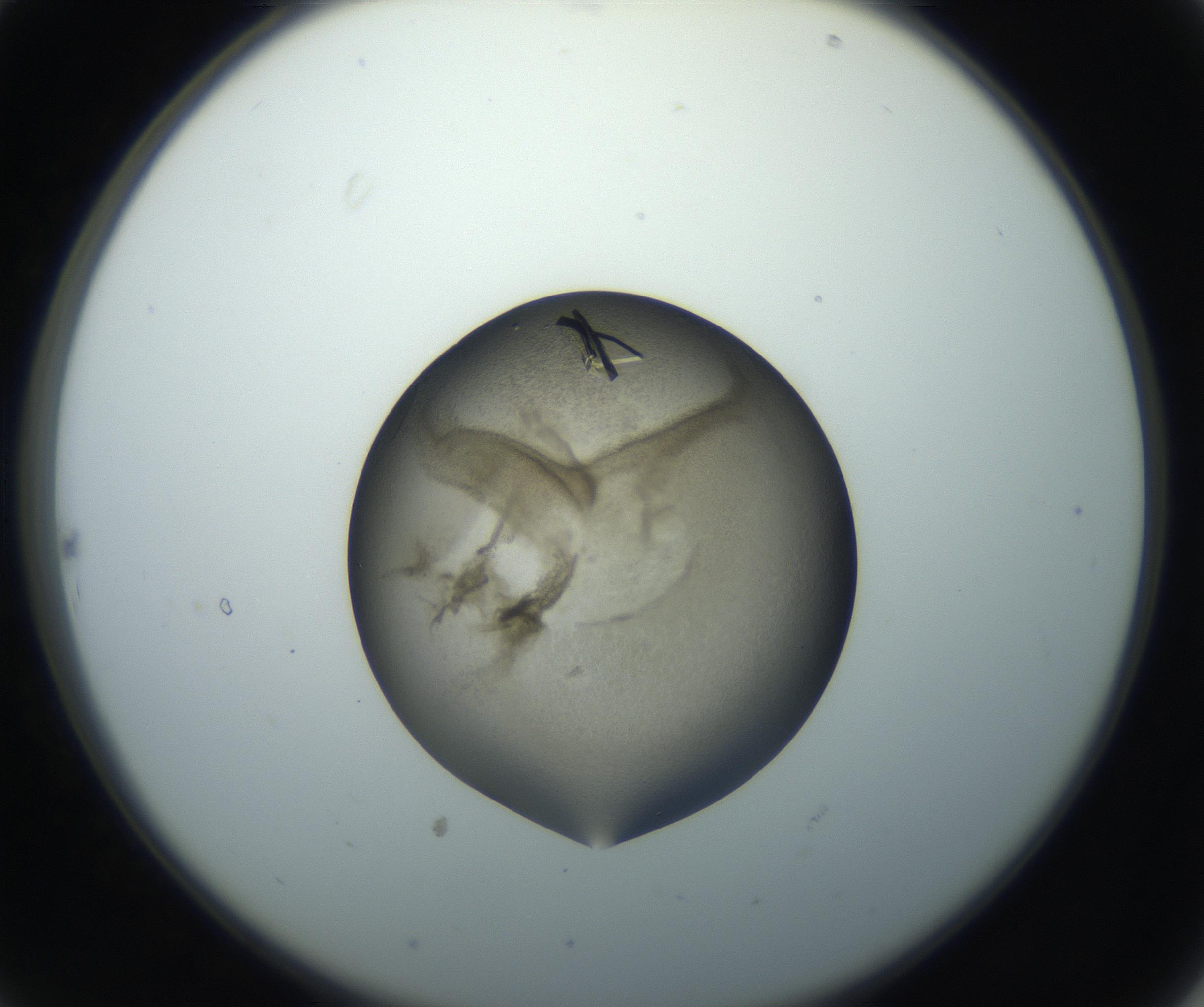 RI01_03_000_0212_Proj1_Clon1_MC_0000MC102851_002_161005_10_02_02_00_99_002_001_RAI.jpg