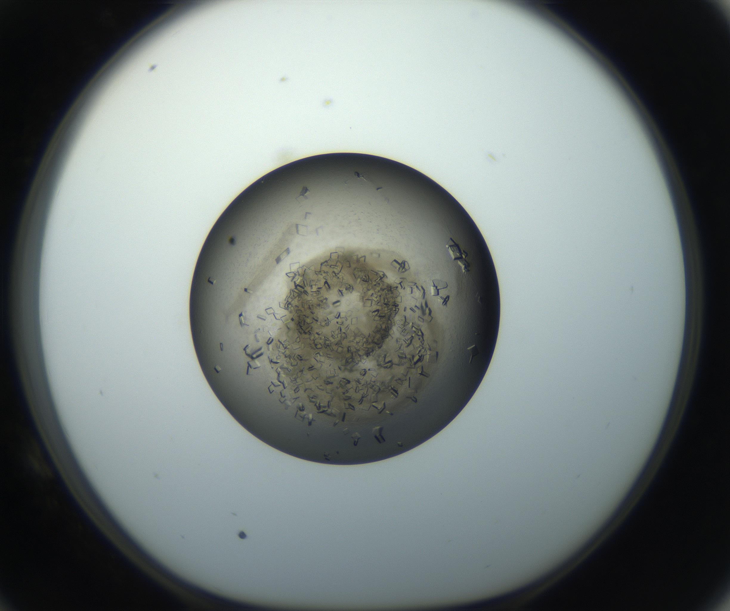 RI01_03_000_0212_Proj1_Clon1_MC_0000MC102851_002_161005_10_05_01_00_99_002_001_RAI.jpg
