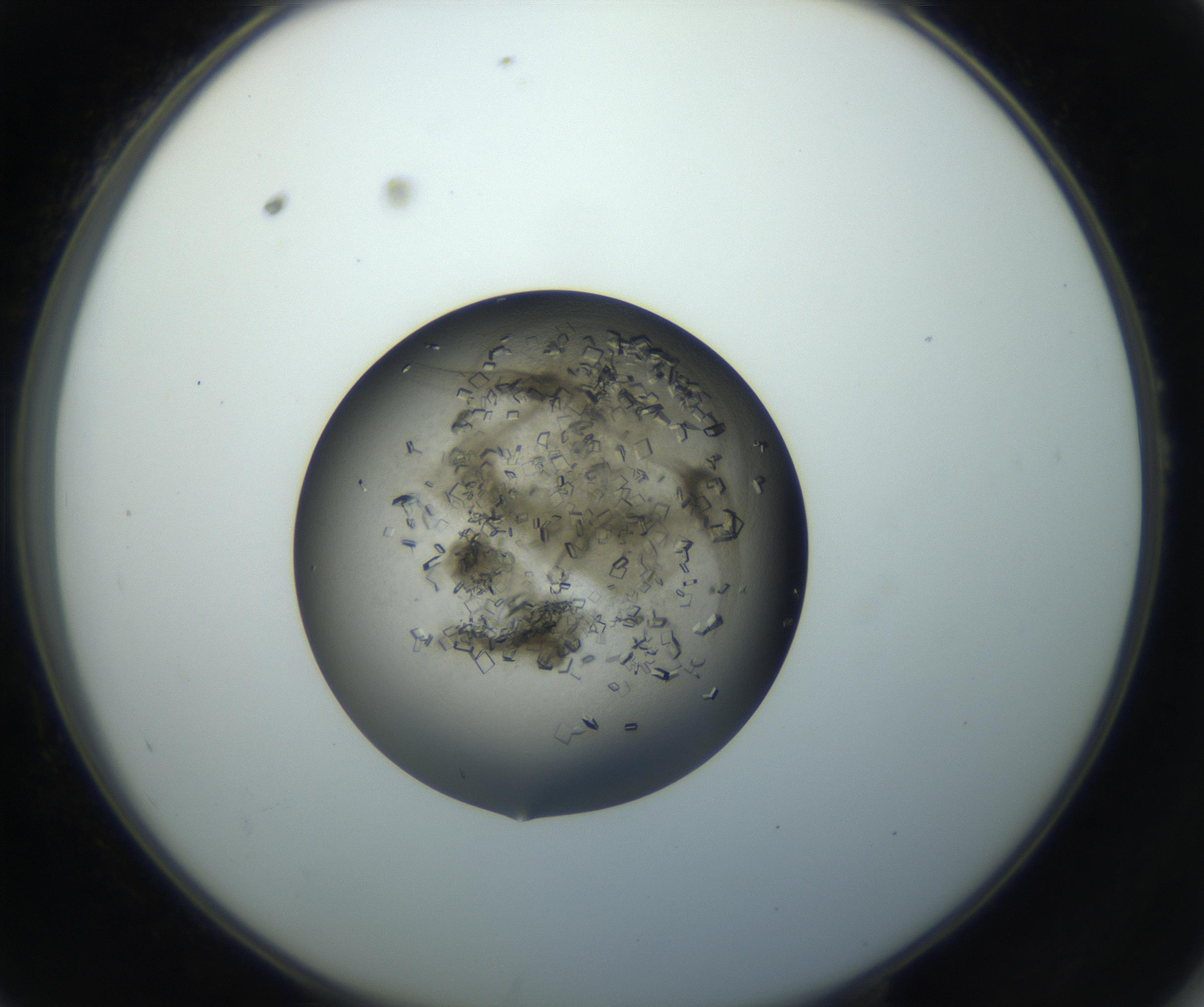 RI01_03_000_0212_Proj1_Clon1_MC_0000MC102851_002_161005_10_05_02_00_99_002_001_RAI.jpg