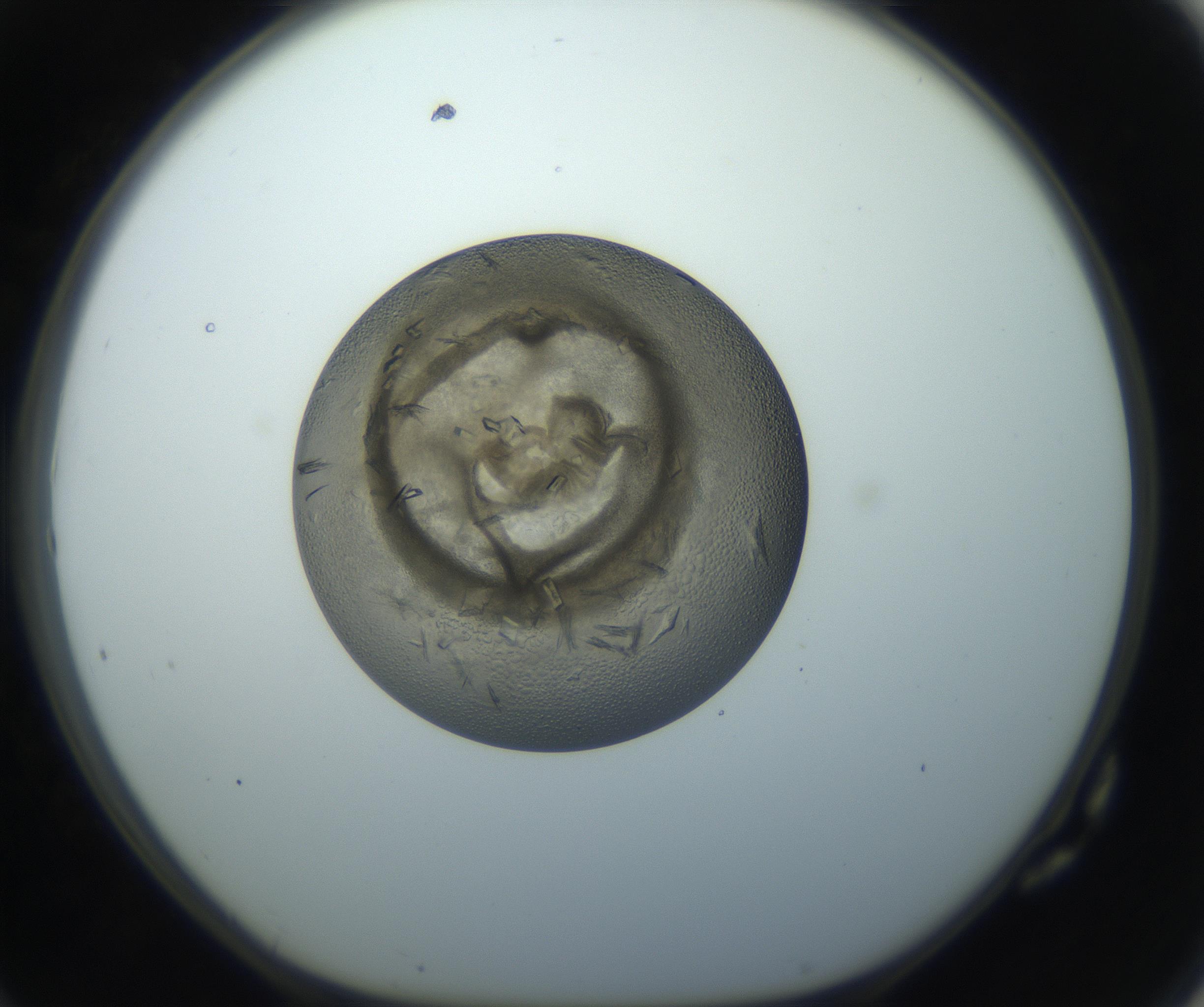 RI01_03_000_0212_Proj1_Clon1_MC_0000MC102851_002_161005_10_07_01_00_99_002_001_RAI.jpg