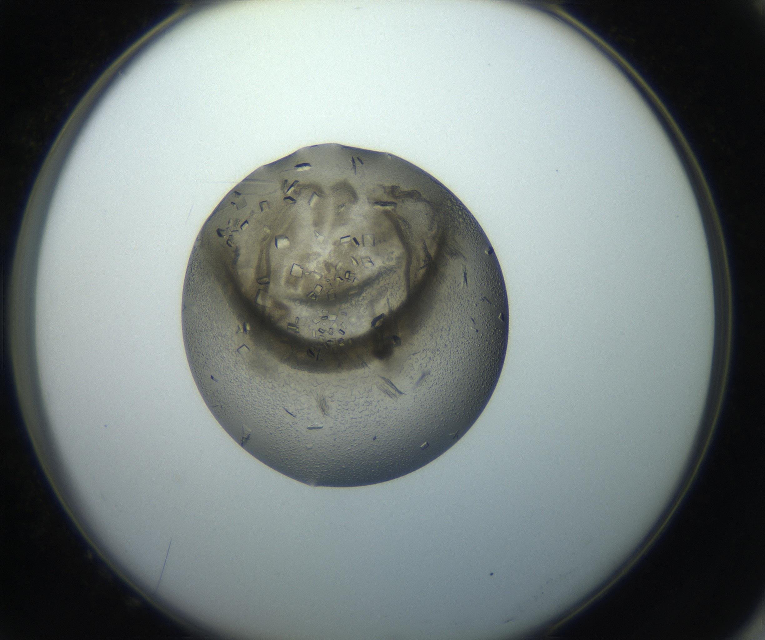 RI01_03_000_0212_Proj1_Clon1_MC_0000MC102851_002_161005_10_07_02_00_99_002_001_RAI.jpg