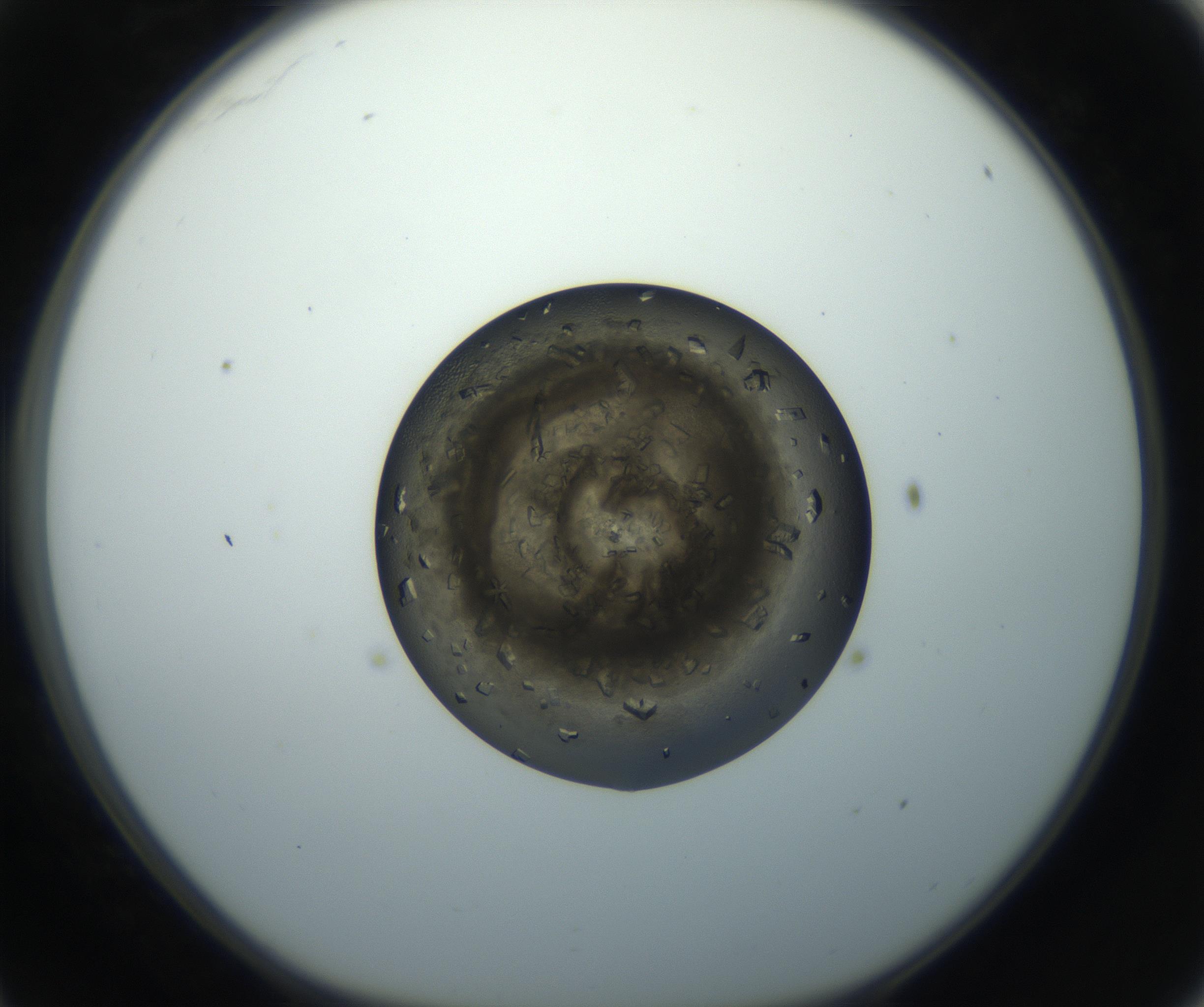 RI01_03_000_0212_Proj1_Clon1_MC_0000MC102851_002_161005_11_03_01_00_99_002_001_RAI.jpg