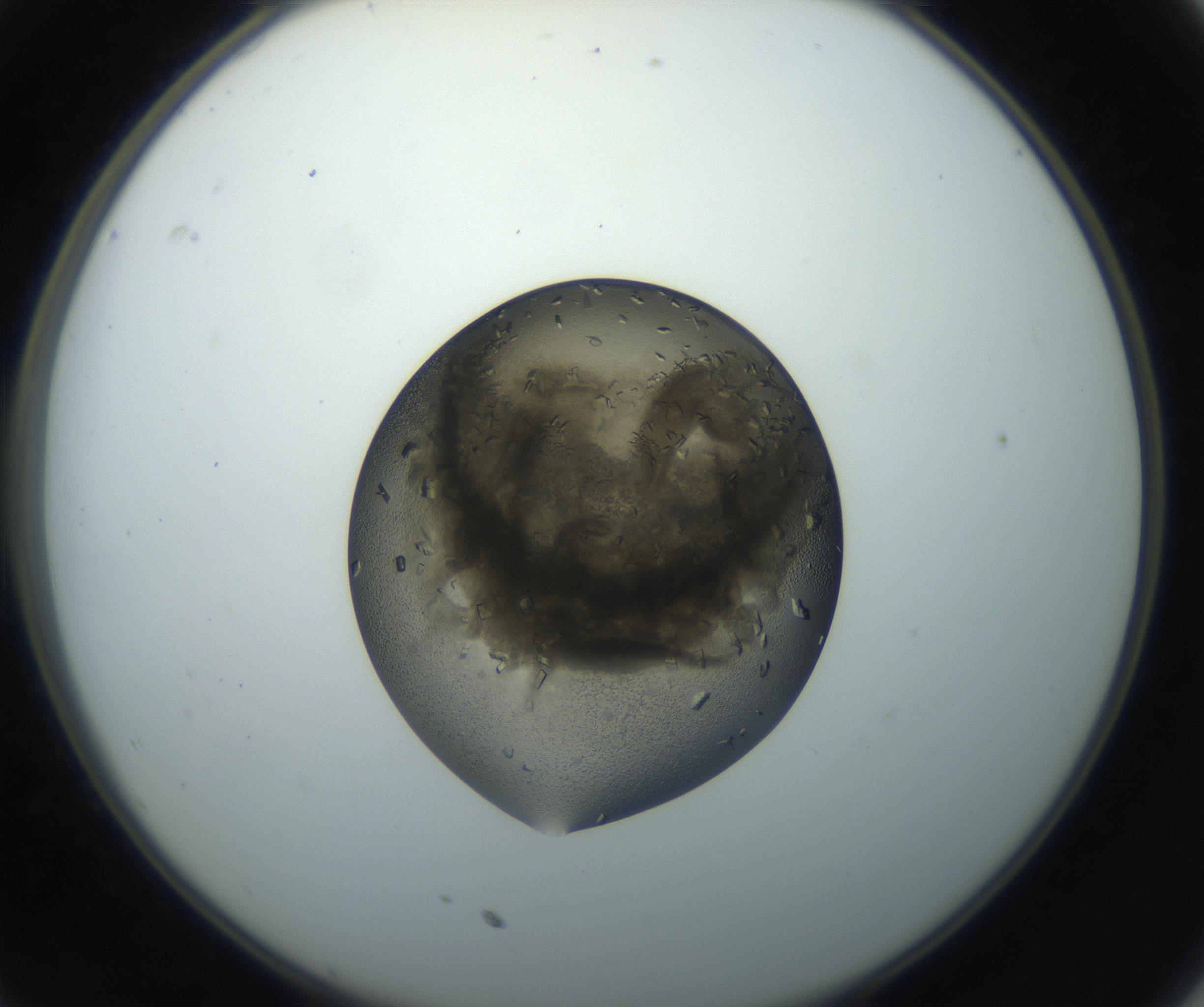 RI01_03_000_0212_Proj1_Clon1_MC_0000MC102851_002_161005_11_03_02_00_99_002_001_RAI.jpg