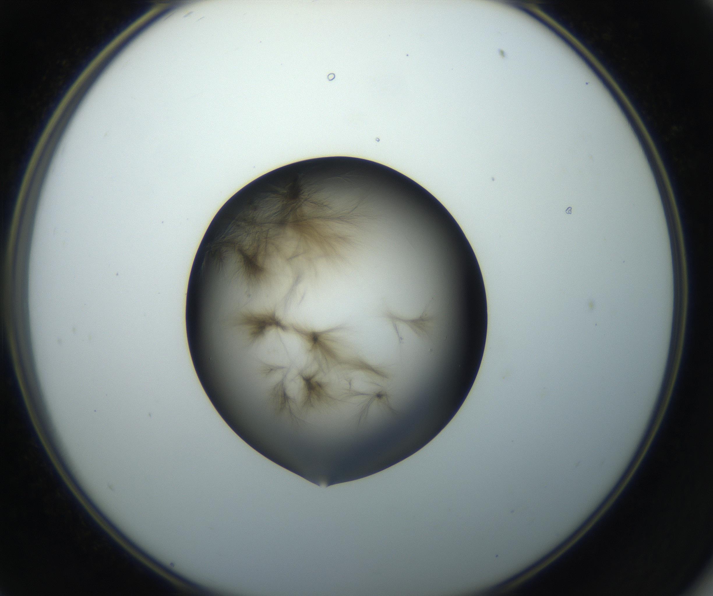 RI01_03_000_0212_Proj1_Clon1_MC_0000MC102851_002_161005_11_05_02_00_99_002_001_RAI.jpg