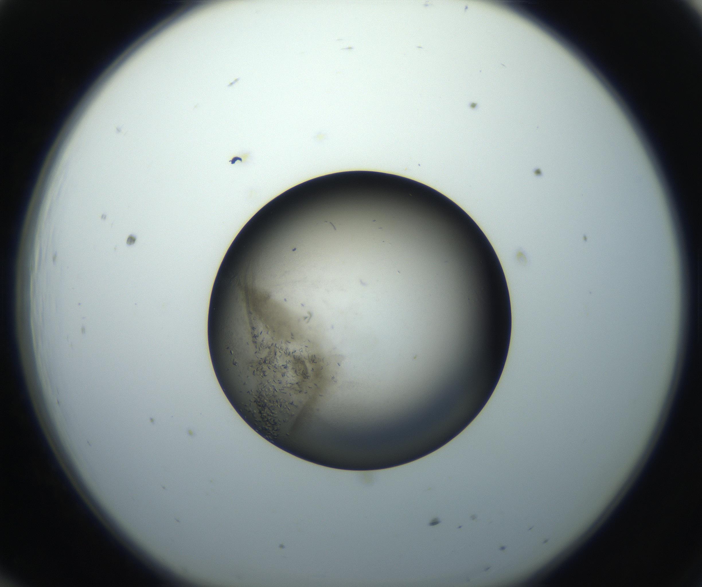 RI01_03_000_0212_Proj1_Clon1_MC_0000MC102851_002_161005_12_01_01_00_99_002_001_RAI.jpg
