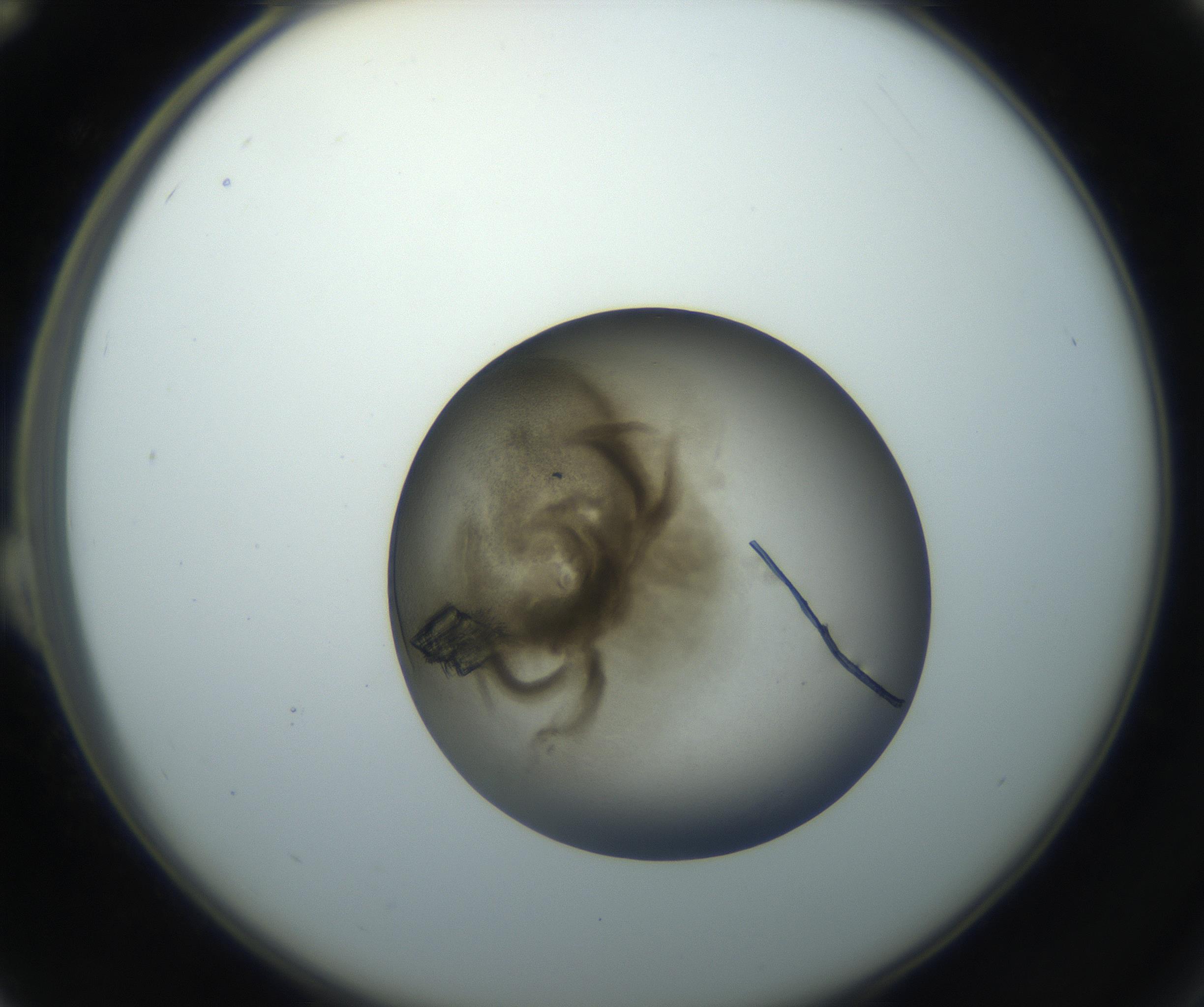 RI01_03_000_0212_Proj1_Clon1_MC_0000MC102851_002_161005_12_02_02_00_99_002_001_RAI.jpg