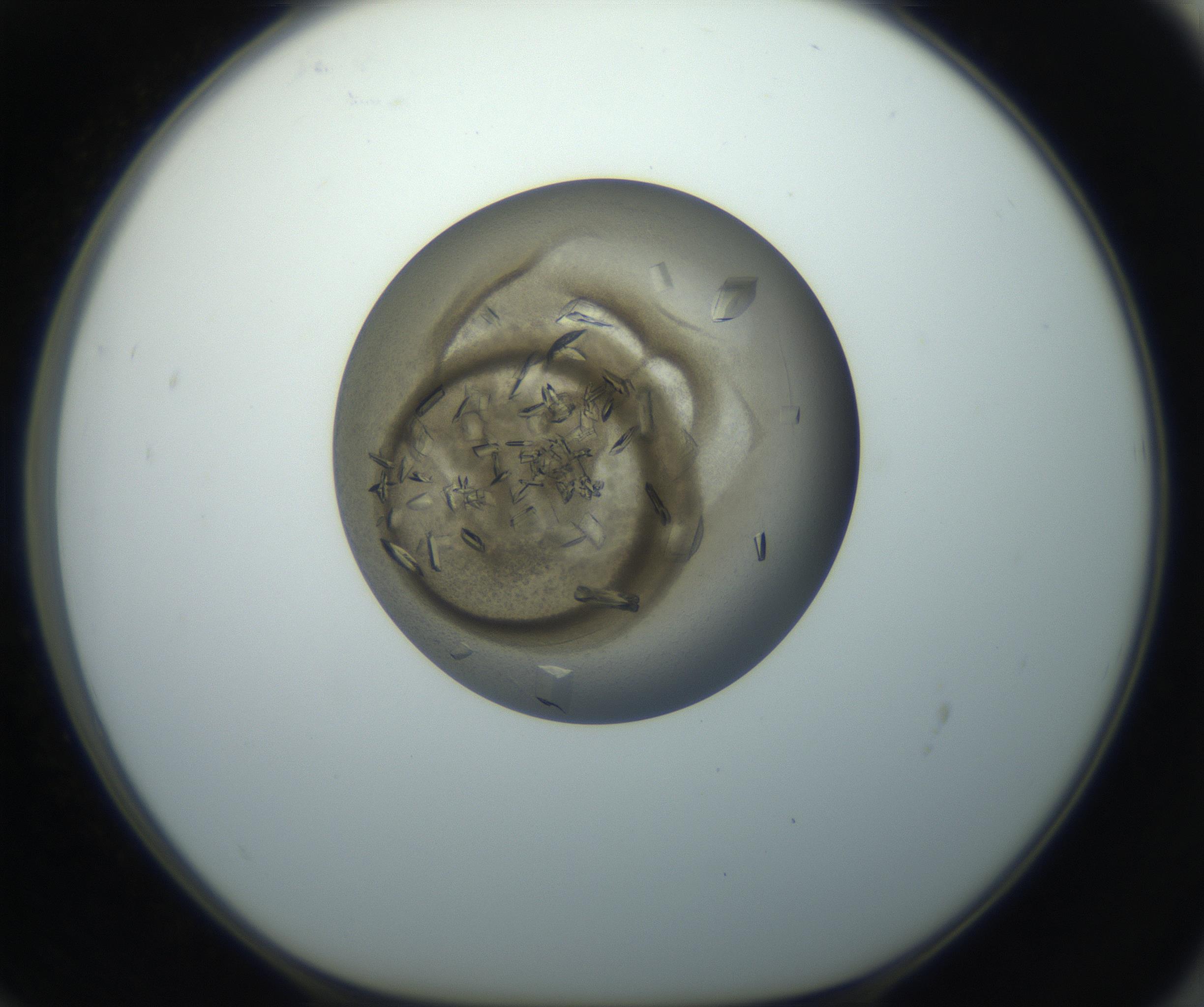 RI01_03_000_0212_Proj1_Clon1_MC_0000MC102851_002_161005_12_06_01_00_99_002_001_RAI.jpg