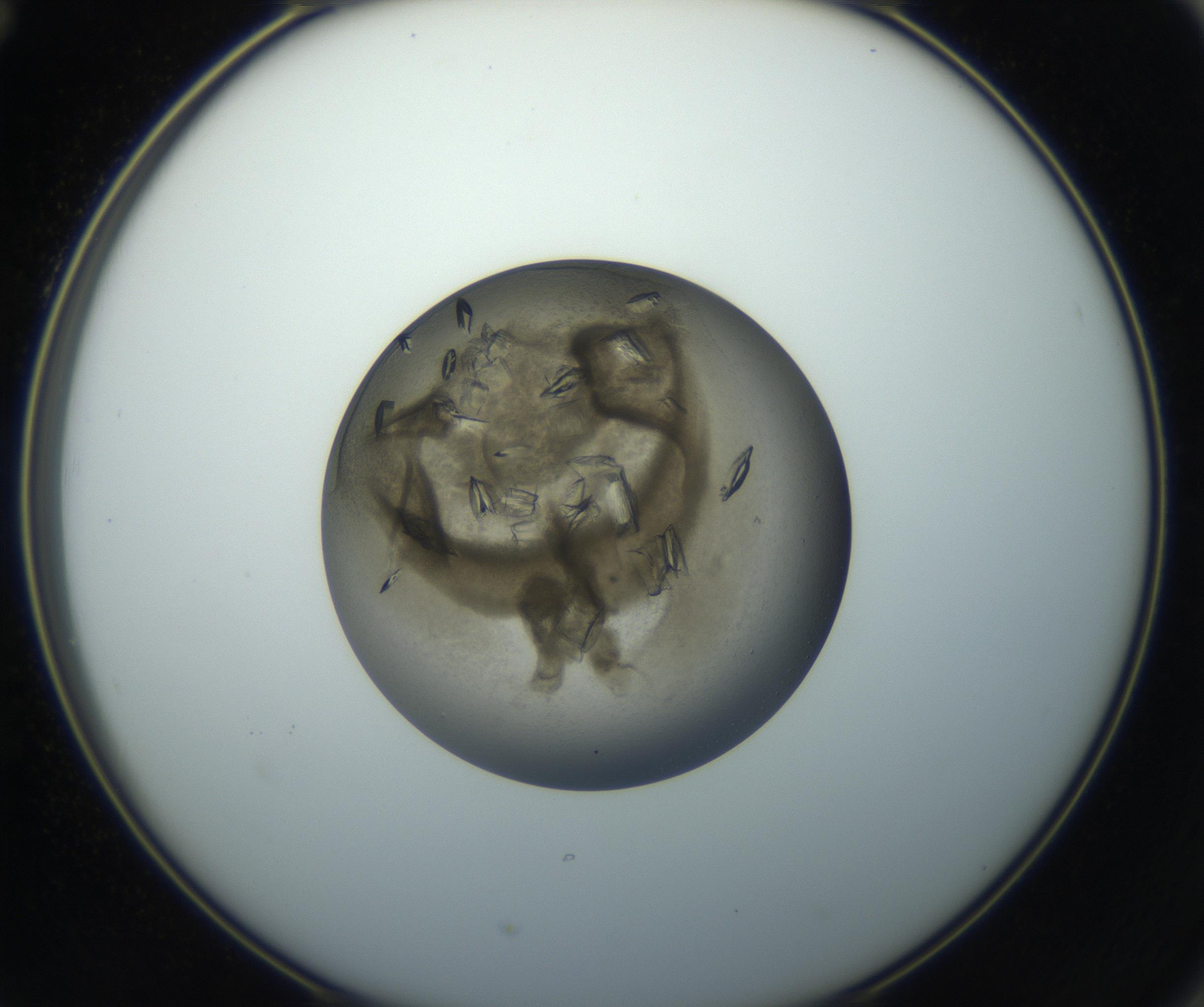 RI01_03_000_0212_Proj1_Clon1_MC_0000MC102851_002_161005_12_06_02_00_99_002_001_RAI.jpg