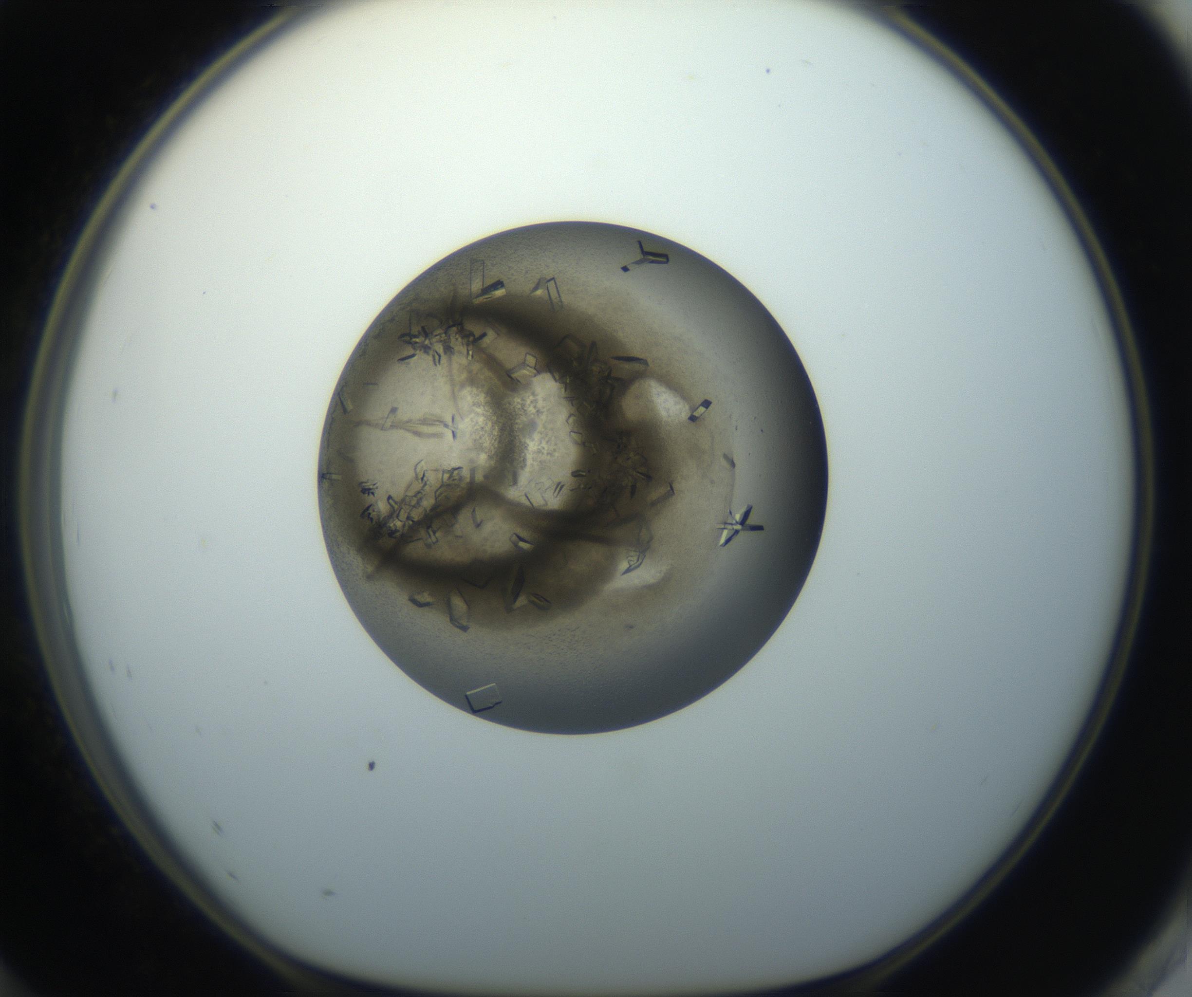RI01_03_000_0212_Proj1_Clon1_MC_0000MC102851_002_161005_12_08_01_00_99_002_001_RAI.jpg