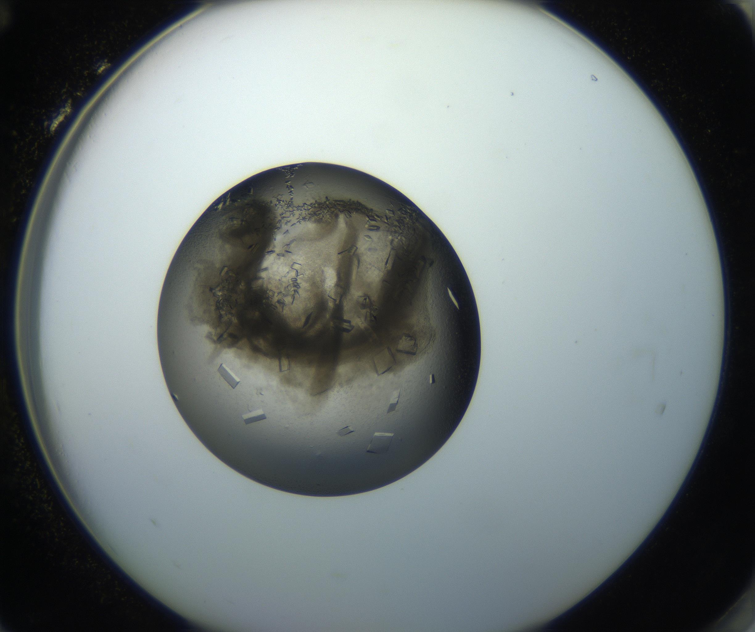 RI01_03_000_0212_Proj1_Clon1_MC_0000MC102851_002_161005_12_08_02_00_99_002_001_RAI.jpg