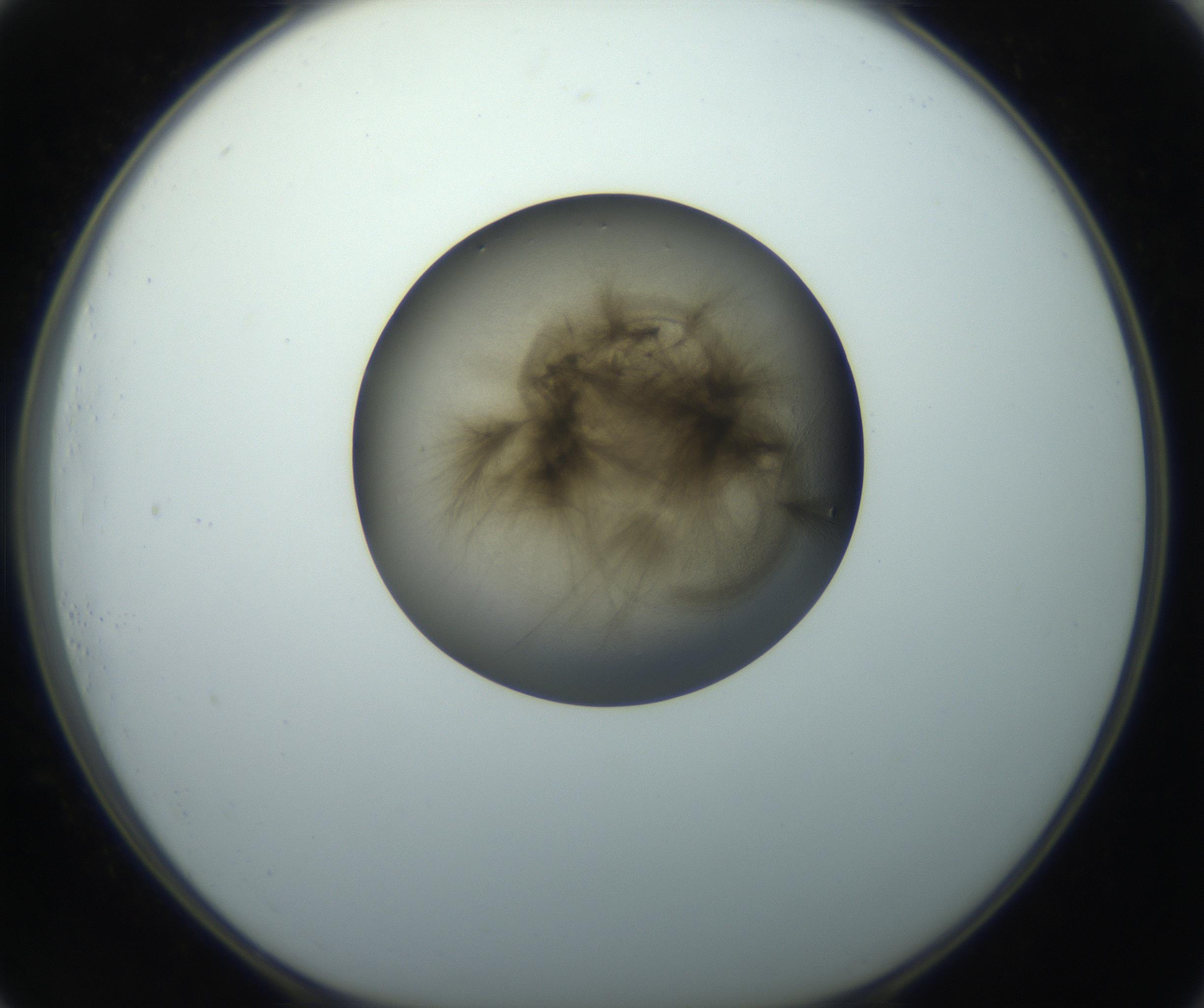 RI01_03_000_0212_Proj1_Clon1_MC_0000MC102851_003_161007_01_07_01_00_99_002_001_RAI.jpg