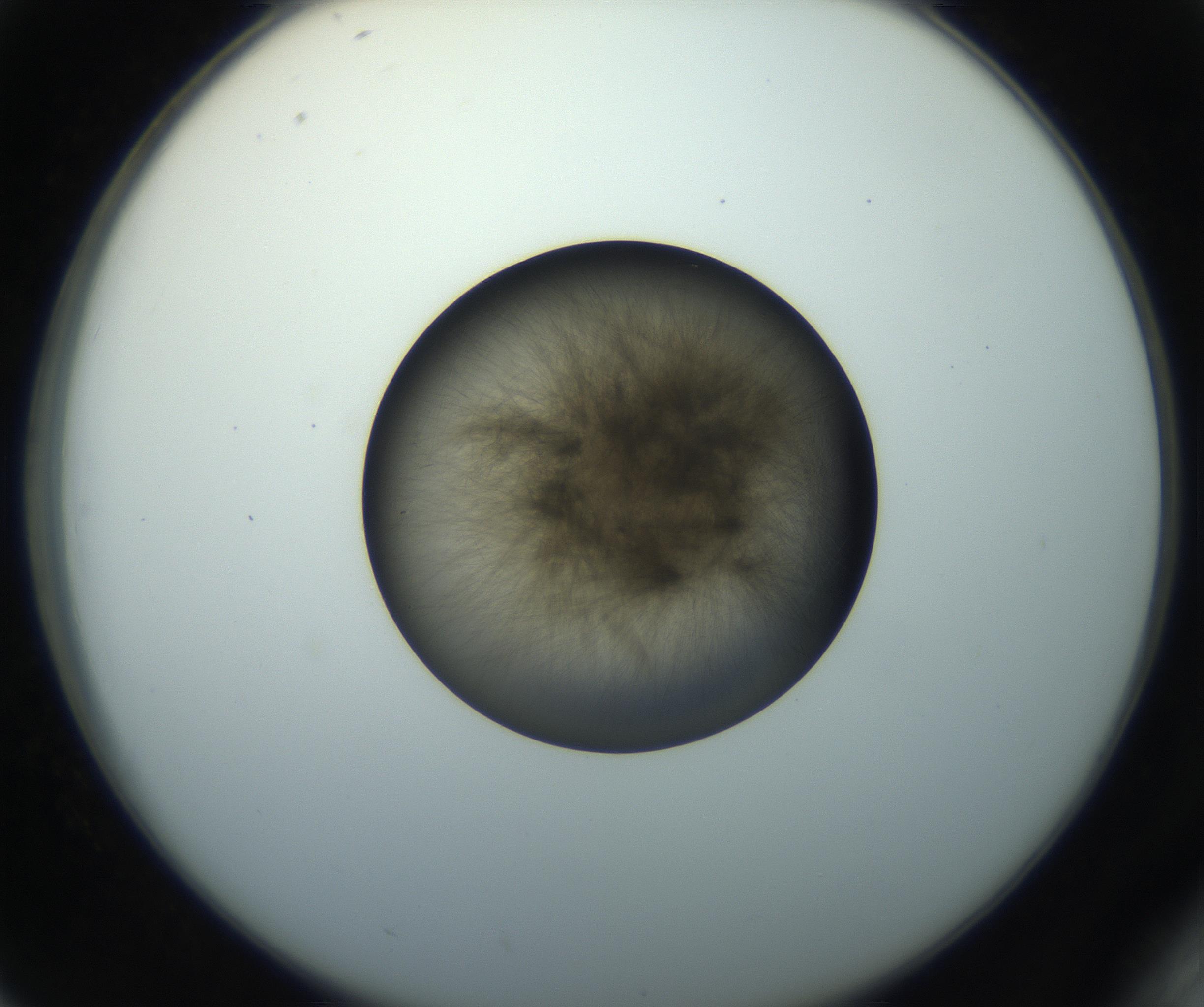 RI01_03_000_0212_Proj1_Clon1_MC_0000MC102851_003_161007_02_04_02_00_99_002_001_RAI.jpg