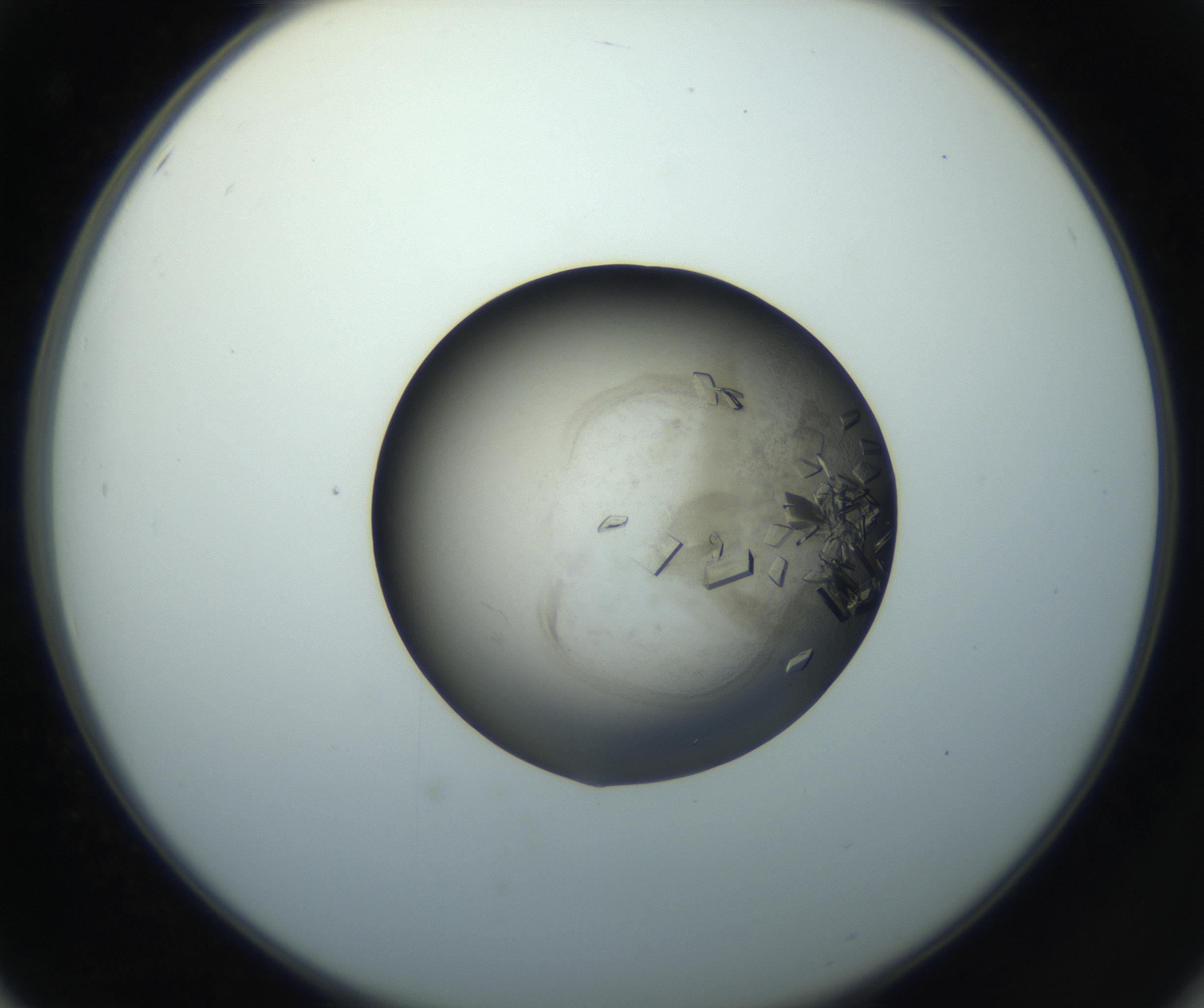 RI01_03_000_0212_Proj1_Clon1_MC_0000MC102851_003_161007_02_05_02_00_99_002_001_RAI.jpg